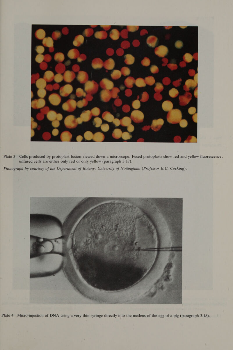  Plate 3. Cells produced by protoplast fusion viewed down a microscope. Fused protoplasts show red and yellow fluorescence; unfused cells are either only red or only yellow (paragraph 3.17). Photograph by courtesy of the Department of Botany, University of Nottingham (Professor E.C. Cocking).  Plate 4 Micro-injection of DNA using a very thin syringe directly into the nucleus of the egg of a pig (paragraph 3.18).