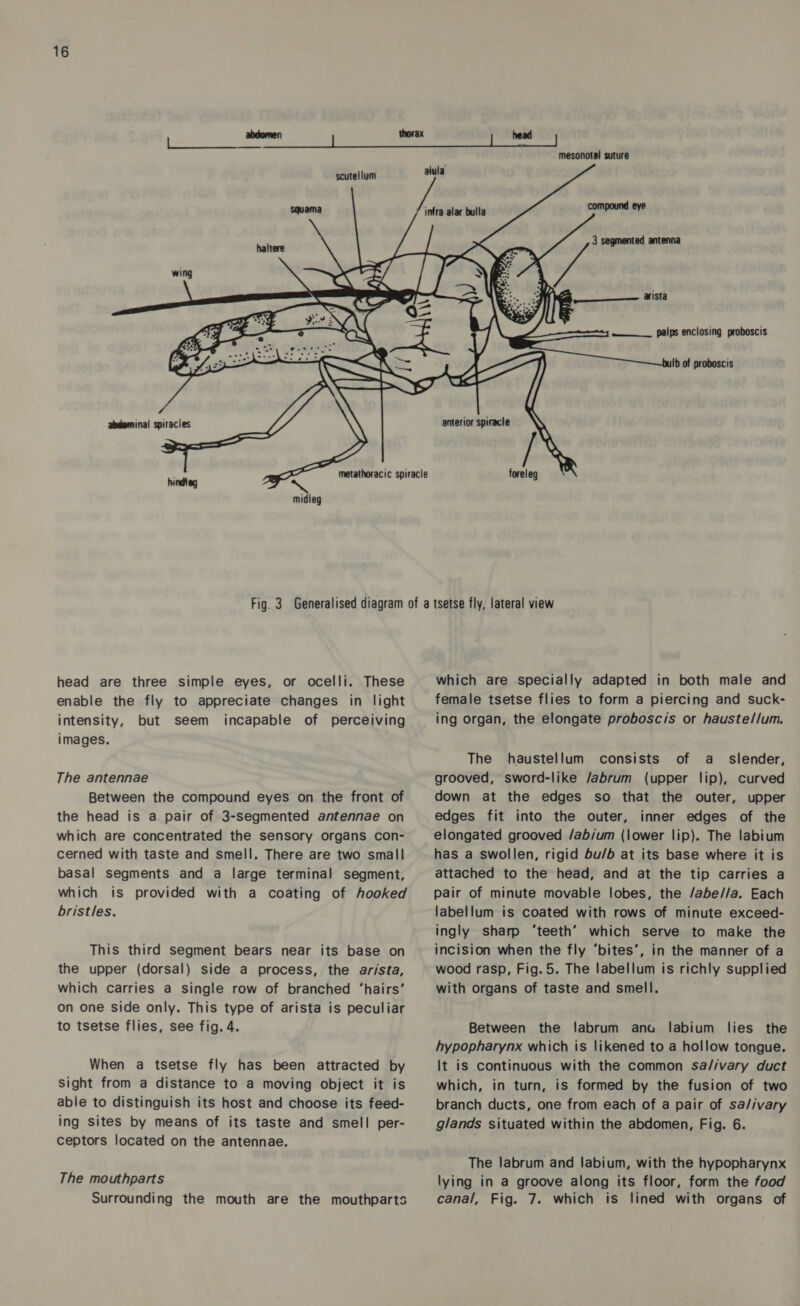 scutellum haltere abdominal spiracles -~ hindteg head  mesonotal suture compound eye 3 segmented antenna ofa } CB a ist    palps enclosing proboscis  —_—_—___——_———— bulb of proboscis head are three simple eyes, or ocelli. These enable the fly to appreciate changes in light intensity, but seem incapable of perceiving images. The antennae Between the compound eyes on the front of the head is a pair of 3-segmented antennae on which are concentrated the sensory organs con- cerned with taste and smell. There are two small basal segments and a large terminal segment, which is provided with a coating of hooked bristles. This third segment bears near its base on the upper (dorsal) side a process, the arista, which carries a single row of branched ‘hairs’ on one side only. This type of arista is peculiar to tsetse flies, see fig. 4. When a tsetse fly has been attracted by Sight from a distance to a moving object it is able to distinguish its host and choose its feed- ing sites by means of its taste and smell per- ceptors located on the antennae. The mouthparts Surrounding the mouth are the mouthparts which are specially adapted in both male and female tsetse flies to form a piercing and suck- ing organ, the elongate proboscis or hauste//um. The haustellum consists of a _ slender, grooved, sword-like /abrum (upper lip), curved down at the edges so that the outer, upper edges fit into the outer, inner edges of the elongated grooved /ab/um (lower lip). The labium has a swollen, rigid bu/b at its base where it is attached to the head, and at the tip carries a pair of minute movable lobes, the /abe//a. Each labellum is coated with rows of minute exceed- ingly sharp ‘teeth’ which serve to make the incision when the fly ‘bites’, in the manner of a wood rasp, Fig. 5. The labellum is richly supplied with organs of taste and smell. Between the labrum anu labium lies the hypopharynx which is likened to a hollow tongue. It is continuous with the common sa/ivary duct which, in turn, is formed by the fusion of two branch ducts, one from each of a pair of sa//vary glands situated within the abdomen, Fig. 6. The labrum and labium, with the hypopharynx lying in a groove along its floor, form the food canal, Fig. 7. which is lined with organs of