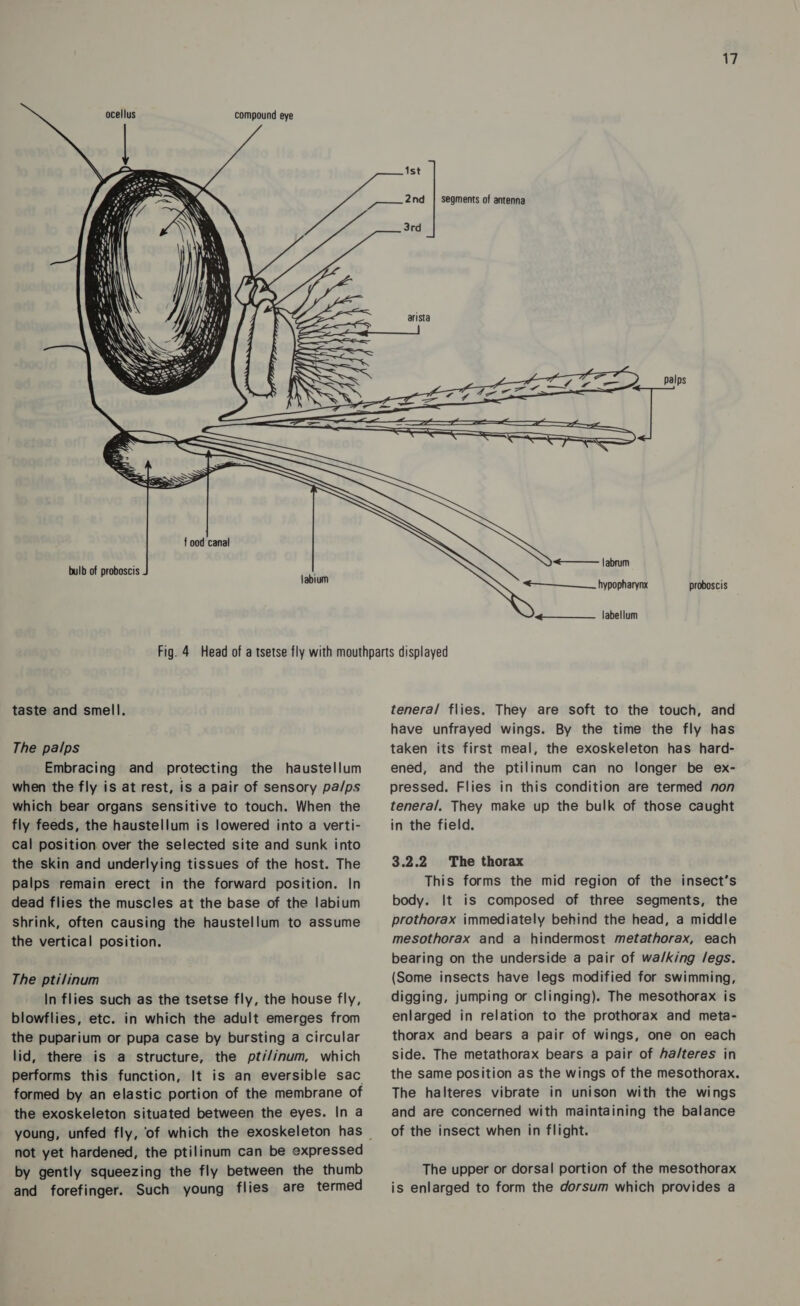 ocellus         compound eye f ood canal bulb of proboscis tabium 17 ist 2nd | segments of antenna 3rd palps &lt;—— labrum &lt;= ——_____ hypopharynx proboscis Uae labellum taste and smell. The palps Embracing and protecting the haustellum when the fly is at rest, is a pair of sensory pa/ps which bear organs sensitive to touch. When the fly feeds, the haustellum is lowered into a verti- cal position over the selected site and sunk into the skin and underlying tissues of the host. The palps remain erect in the forward position. In dead flies the muscles at the base of the labium Shrink, often causing the haustellum to assume the vertical position. The ptilinum In flies such as the tsetse fly, the house fly, blowflies, etc. in which the adult emerges from the puparium or pupa case by bursting a circular lid, there is a structure, the pti/inum, which performs this function, It is an eversible sac formed by an elastic portion of the membrane of the exoskeleton situated between the eyes. In a not yet hardened, the ptilinum can be expressed by gently squeezing the fly between the thumb and forefinger. Such young flies are termed tenera/ flies. They are soft to the touch, and have unfrayed wings. By the time the fly has taken its first meal, the exoskeleton has hard- ened, and the ptilinum can no longer be ex- pressed. Flies in this condition are termed non teneral. They make up the bulk of those caught in the field. 3.2.2 The thorax This forms the mid region of the insect’s body. It is composed of three segments, the prothorax immediately behind the head, a middle mesothorax and a hindermost metathorax, each bearing on the underside a pair of wa/king /egs. (Some insects have legs modified for swimming, digging, jumping or clinging). The mesothorax is enlarged in relation to the prothorax and meta- thorax and bears a pair of wings, one on each side. The metathorax bears a pair of ha/teres in the same position as the wings of the mesothorax. The halteres vibrate in unison with the wings and are concerned with maintaining the balance of the insect when in flight. The upper or dorsal portion of the mesothorax is enlarged to form the dorsum which provides a