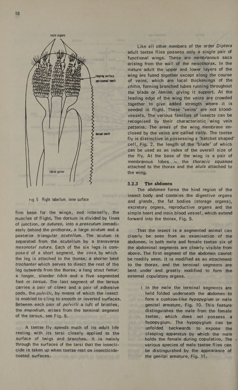 taste organs Day WY Wi i (Y) 4 Ny, - ry’ 4 4 A 4 {X) 4 ‘ oy Ke SONA (Vev¥ er ftir asping surface v4 sae YOY) \rrereri peristomal teeth OY yy 1 nn Rzrvvrvy Vy) \ ny | dorsal teeth labial gutter rig. 5 Right labellum, inner surface firm base for the wings, and internally, the muscles of flight, The dorsum is divided by lines of junction, or sutures, into a prescutum immedi- ately behind the prothorax, a large scutum and a posterior triangular scute//um. The scutum is separated from the scutellum by a transverse mesonota! suture. Each of the six legs is com- posed of a short segment, the coxa, by which the leg is attached to the thorax; a shorter bent trochanter which serves to direct the rest of the leg outwards from the thorax; a long stout femur; a longer, slender t/b/a and a five segmented foot or tarsus. The last segment of the tarsus carries a pair of c/aws and a pair of adhesive pads, the pu/vi//i, by means of which the insect Between each pair of pu/vi//i a tuft of bristles, the empodium, arises from the terminal segment of the tarsus, see Fig. 8. A tsetse fly spends much of its adult life resting with its tarsi closely applied to the surface of twigs and branches. It is mainly through the surfaces of the tarsi that the insecti- cide is taken up when tsetse rest on insecticide- coated surfaces. Like all other members of the order D/ptera adult tsetse flies possess only a single pair of functional wings. These are membranous sacs arising from the wall of the mesothorax. In the mature adult the upper and lower layers of the wing are fused together except along the course of veins, which are local thickenings of the chitin, forming branched tubes running throughout the blade or /am/ina, giving it support. At the leading edge of the wing the veins are crowded together to give added strength where it is needed in flight. These ‘veins’ are not blood- vessels. The various families of insects can be recognised by their characteristic wing vein patterns. The areas of the wing membrane en- closed by the veins are called ce//s. The tsetse fly is distinctive in possessing a ‘hatchet shaped’ cell, Fig. 2, the length of the ‘blade’ of which can be used as an index of the overall size of the fly. At the base of the wing is a pair of membranous. lobes — the thoracic squamae attached to the thorax and the a/u/a attached to the wing. 3.2.3. The abdomen The abdomen forms the hind region of the insect body and contains the digestive organs and glands, the fat bodies (storage organs), excretory organs, reproductive organs and the simple heart and main blood vessel, which extend forward into the thorax, Fig. 9. That the insect is a segmented animal can clearly be seen from an examination of the abdomen. In both male and female tsetse six of the abdominal segments are clearly visible from above. The first segment of the abdomen cannot be readily seen. It is modified as an attachment to the thorax, and the terminal segments are bent under and greatly modified to form the external copulatory organs. i In the male the terminal segments are held folded underneath the abdomen to form a cushion-like Aypopygium or male genital armature, Fig. 10. This feature distinguishes the male from the female tsetse, which does not possess a hypopygium. The hypopygium can be unfolded backwards to expose the clasping apparatus by which the male holds the female during copulation. The . various species of male tsetse flies can be distinguished by the appearance of the genital armature, Fig. 11.