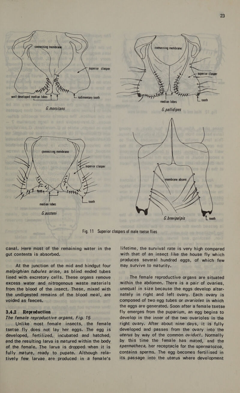   superior clasper well developed median lobes tudimentary tooth   connecting. membrane superior clasper  Er tooth median lobes G.austeni 23    median lobes G.pallidipes  G.brevipalpis tL tooth canal. Here most of the remaining water in the gut contents is absorbed. At the junction of the mid and hindgut four malpighian tubules arise, as blind ended tubes lined with excretory cells. These organs remove excess water and nitrogenous waste materials from the blood of the insect. These, mixed with the undigested remains of the blood meal, are voided as faeces. 3.4.2 Reproduction The female reproductive organs, Fig. 15 Unlike’ most female insects, the female tsetse fly does not lay her eggs. The egg is developed, fertilized, incubated and hatched, and the resulting larva is matured within the body of the female. The larva is dropped when it is fully mature, ready to pupate. Although rela- tively few larvae are produced in a female’s lifetime, the survival rate is very high compared with that of an insect like the house fly which produces several hundred eggs, of which few may Survive to maturity. The female reproductive organs are situated within the abdomen. There is a pair of ovaries, unequal in size because the eggs develop alter- nately in right and left ovary. Each ovary is composed of two egg tubes or ovario/es in which the eggs are generated. Soon after a female tsetse fly emerges from the puparium, an egg begins to develop in the inner of the two ovarioles in the right ovary. After about nine days, it is fully developed and passes from the ovary into the uterus by way of the common oviduct. Normally by this time the female has mated, and the spermatheca, her receptacle for the spermatozoa, contains sperms. The egg becomes fertilised in its passage into the uterus where development