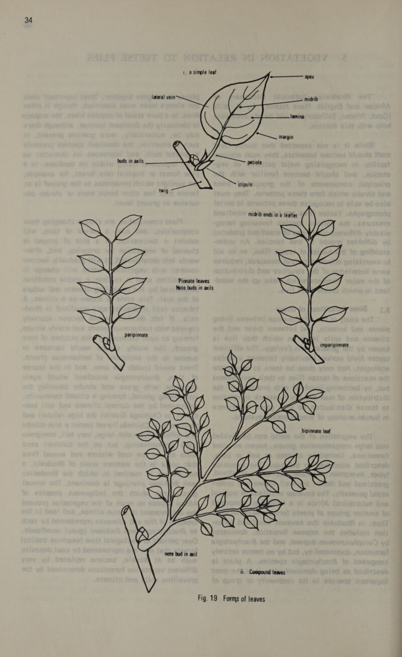 \. a simple leaf     lateral vein testi petiole buds in axils  stipule midrib ends in a leaflet paripinnate imparipinnate XZ ws WY \ Ve NP Weoaes   DQELS QHvYS ii. Compound leaves Fig. 19 Forms of leaves