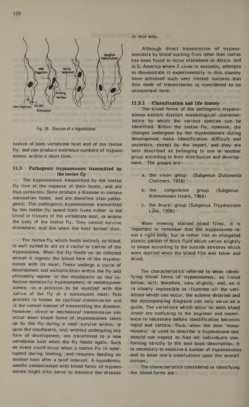 dividing nucleus  new flagellum ‘divided kinetoplast Fig. 34 Division of a trypanosome bodies of both vertebrate host and of the tsetse fly, and can produce enormous numbers of trypano- somes within a short time. 11.3 Pathogenic trypanosomes transmitted by the tsetse fly The trypanosomes transmitted by the tsetse fly live at the expense of their hosts, and are thus parasites. Some produce a disease in certain mammalian hosts, and are therefore also patho- genic. The pathogenic trypanosomes transmitted by the tsetse fly spend their lives either in the blood or tissues of the vertebrate host, or within the body of the tsetse fly. They cannot survive elsewhere, and die when the host animal dies. The tsetse fly, which feeds entirely on blood, is well suited to act as a vector or carrier of the trypanosome. When the fly feeds on an infected animal it ingests the blood form of the trypano- somes with its meal. These undergo a cycle of development and multiplication within the fly and ultimately appear in the mouthparts as the in- fective metacyclic trypanosomes, or metatrypano- somes, in a position to be injected with the Saliva of the fly at a subsequent meal. This process is known as cyc/ica/ transmission and is the normal manner of transmitting the disease. However, direct or mechanical transmission can occur when blood forms of trypanosomes taken up by the fly during a meal survive within, or upon the mouthparts, and, without undergoing any form of development, are transferred to a new vertebrate host when the fly feeds again. Such an event could occur when a tsetse fly is inter- rupted during feeding, and resumes feeding on another host after a brief interval. A hypodermic needle contaminated with blood forms of trypano- somes might also serve to transmit the disease in this way. Although direct transmission of trypano- somiasis by blood sucking flies other than tsetse has been found to occur elsewhere in Africa, and in S. America where 7.v/vax is enzootic, attempts to demonstrate it experimentally in this country have achieved such very limited success that this mode of transmission is considered to be unimportant here. 11.3.1 Classification and life history The blood forms of the pathogenic trypano- somes exhibit distinct morphological character- istics by which the various species can be identified. Within the tsetse fly, however, the changes undergone by the trypanosomes during development make identification difficult and uncertain, except by the expert, and they are best described as belonging to one or another group according to their distribution and develop- ment. The groups are:- a, the vivax group Chalmers, 1918) b. the congolense group Nannomonas Hoare, 1964) (Subgenus Duttone//a (Subgenus c. the brucei group (Subgenus 7rypanozoon Luhe, 1906) When viewing stained blood films, it is important to remember that the trypanosome is not a rigid body, but is rather like an elongated plastic packet of thick fluid which varies slightly in shape according to the outside stresses which were applied when the blood film was taken and dried. The characteristics referred to when identi- fying blood forms of trypanosomes, as listed below, will, therefore, vary slightly, and, as it is clearly impossible to illustrate all the vari- ations which can occur, the scheme detailed and the accompanying diagrams can only serve as a guide. The variations which occur on each blood Smear are confusing to the beginner and experi- ence is necessary before identification becomes rapid and certain. Thus, when the term ‘mono- morphic’ is used to describe a trypanosome one Should not expect to find all individuals con- forming strictly to the text book description. It iS necessary to examine a number of trypanosomes and to base one’s conclusions upon the overall picture. The characteristics considered in identifying the blood forms are:-