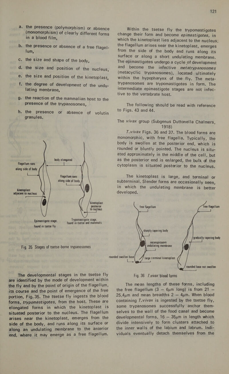 a. the presence (polymorphism) or absence (monomorphism) of Clearly different forms in a blood film, b. the presence or absence of a free flagel- lum, the size and shape of the body, eee the size and position of the nucleus, e. the size and position of the kinetoplast, f. the degree of development of the undu- lating membrane, g. the reaction of the mammalian host to the presence of the trypanosomes, h. the presence or granules. absence of volutin         body elongated flagellum runs along side of body flagellum runs along side of body Kinetoplast adjacent to nucleus kinetoplast posterior to nucleus Trypomastigote stage, Epimastigote stage, found in tsetse and mammals found in tsetse fly Fig. 35 Stages of tsetse-borne trypanosomes The developmental stages in the tsetse fly are identified by the mode of development within the fly and by the point of origin of the flagellum, its course and the point of emergence of the free portion, Fig. 35. The tsetse fly ingests the blood forms, trypomastigotes, from the host. These are elongated forms in which the kinetoplast is situated posterior to the nucleus. The flagellum arises near the kinetoplast, emerges from the side of the body, and runs along its surface or along an undulating membrane to the anterior end, where it may emerge as a free flagellum. 121 Within the tsetse fly the trypomastigotes Change their form and become epimastigotes, in which the kinetoplast lies adjacent to the nucleus; the flagellum arises near the kinetoplast, emerges from the side of the body and runs along its Surface or along a short undulating membrane. The epimastigotes undergo a cycle of development and become the _ infective metatrypanosomes (metacyclic trypanosomes), located ultimately within the hypopharynx of the fly. The meta- trypanosomes are trypomastigotes in form. The intermediate epimastigote stages are not infec- tive to the vertebrate host. The following should be read with reference to Figs. 43 and 44. The vivax group (Subgenus Duttonella Chalmers, 1918) T.vivax Figs. 36 and 37. The blood forms are monomorphic, with free flagella. Typically, the body is swollen at the posterior end, which is rounded or bluntly pointed. The nucleus is situ- ated approximately in the middle of the cell, but as the posterior end is enlarged, the bulk of the cytoplasm is situated posterior to the nucleus, The kinetoplast is large, and terminal or subterminal. Slender forms are occasionally seen, in which the undulating membrane is better developed.      free flagellum free flagellum eek sharply tapering body   gradually tapering body inconspicuous undulating membrane large terminal kinetoplast rounded base not swollen Fig. 36 7.vivax: blood forms The mean lengths of these forms, including the free flagellum (3 — 6um long) is from 21 — 25,4um and mean breadths 2 — 4um. When blood containing 7.vivax is ingested by the tsetse fly, some trypanosomes successfully anchor them- selves to the wall of the food canal and become developmental forms, 16 — 35um in length which divide intensively to form clusters attached to the inner walls of the labium and labrum. Indi- viduals eventually detach themselves from the