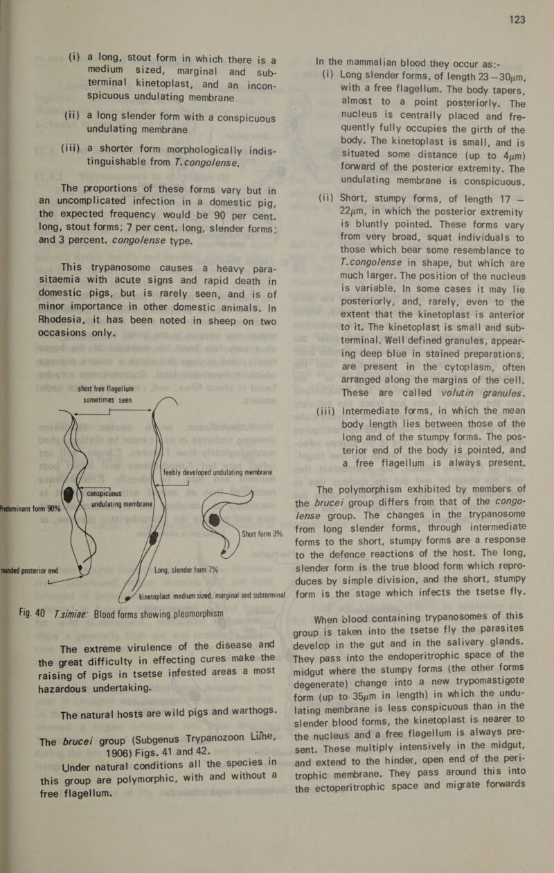  (i) a long, stout form in which there is a medium sized, marginal and sub- terminal kinetoplast, and an incon- spicuous undulating membrane. (ti) a long slender form with a conspicuous undulating membrane (iii) a shorter form morphologically indis- tinguishable from 7. congo/ense, The proportions of these forms vary but in an uncomplicated infection in a domestic pig, the expected frequency would be 90 per cent. long, stout forms; 7 per cent. long, slender forms: and 3 percent. congo/ense type. This trypanosome causes a heavy para- sitaemia with acute signs and rapid death in domestic pigs, but is rarely seen, and is of minor importance in other domestic animals. In Rhodesia, it has been noted in sheep on two occasions only. short free flagellum sometimes seen —&lt;—_-      feebly developed undulating membrane conspicuous undulating membrane Long, slender form 7% The extreme virulence of the disease and the great difficulty in effecting cures make the _ raising of pigs in tsetse infested areas a most hazardous undertaking. The natural hosts are wild pigs and warthogs. The brucei group (Subgenus Trypanozoon Lihe, 1906) Figs. 41 and 42. ae Under natural conditions all the species In this group are polymorphic, with and without a free flagellum. In the mammalian blood they occur as:- (i) Long slender forms, of length 23 —30um, with a free flagellum. The body tapers, almost to a point posteriorly. The nucleus is centrally placed and fre- quently fully occupies the girth of the body. The kinetoplast is small, and is Situated some distance (up to 4um) forward of the posterior extremity. The undulating membrane is conspicuous. (ii) Short, stumpy forms, of length 17 — 22um, in which the posterior extremity is bluntly pointed. These forms vary from very broad, squat individuals to those which bear some resemblance to T.congolense in shape, but which are much larger. The position of the nucleus is variable. In some cases it may lie posteriorly, and, rarely, even to the extent that the kinetoplast is anterior to it. The kinetoplast is small and sub- terminal. Well defined granules, appear- ing deep blue in stained preparations, are present in the cytoplasm, often arranged along the margins of the cell. These are called vo/utin granules. Intermediate forms, in which the mean body length lies between those of the long and of the stumpy forms. The pos- terior end of the body is pointed, and a free flagellum is always present. (iil) The polymorphism exhibited by members of the brucei group differs from that of the congo- lense group. The changes in the trypanosome from long slender forms, through intermediate forms to the short, stumpy forms are a response to the defence reactions of the host. The long, slender form is the true blood form which repro- duces by simple division, and the short, stumpy form is the stage which infects the tsetse fly. When blood containing trypanosomes of this group is taken into the tsetse fly the parasites develop in the gut and in the salivary glands. They pass into the endoperitrophic space of the midgut where the stumpy forms (the other forms degenerate) change into a new trypomastigote form (up to 35um in length) in which the undu- lating membrane is less conspicuous than in the slender blood forms, the kinetoplast is nearer to the nucleus and a free flagellum is always pre- sent. These multiply intensively in the midgut, and extend to the hinder, open end of the peri- trophic membrane. They pass around this into the ectoperitrophic space and migrate forwards