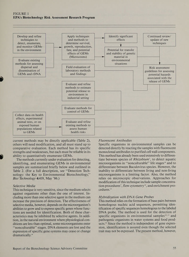 FIGURE 1 EPA’s Biotechnology Risk Assessment Research Program Evaluate and refine methods to estimate potential release to environment in industrial setting Develop and refine Apply techniques Identify significant Continued review/ techniques to and methods to effects update of new detect, enumerate, =F determine survival, techniques and monitor GEMs- | 1! growth, reproduction, Y in the environment fate, and potential Potential for transfer effects of GEMs and stability of genetic —— (Microcosms) == material in r Evaluate existing environmental methods for assessing situations dispersal and a) Field evaluation of Risk assessment dissemination of laboratory methods guidelines for assessing GEMs and rDNA and findings potential hazards Evaluate methods for control of GEMs Collect data on health effects, experimental Evaluate and refine existing methods to assess human health risks animal tests, or on exposed human populations related to GEMs current methods may be directly applicable (Table 2), others will need modification, and all must stand up to comparative evaluation. Each method has its specific strengths and weaknesses, but each must be reliable in its ability to quantitatively enumerate GEMs. The methods currently under evaluation for detecting, identifying, and enumerating GEMs in environmental samples are summarized briefly below and outlined in Table 2. (For a full description, see ‘‘Detection Tech- nology: the Key to Environmental Biotechnology,’ Bio/Technology 4:419, May ’86.) Selective Media This technique is very sensitive, since the medium selects against organisms other than the one of interest. In- cluding more than one selective agent in the medium can increase the precision of detection. The effectiveness of selective media, however, depends on the microorganism’s abilities to grow and to express specific genes whose func- tions are needed for identification. Both of these char- acteristics may be inhibited by selective agents. In addi- tion, in the natural environment where physiological con- ditions are less than optimal, some microorganisms enter ‘‘nonculturable’’ stages. DNA elements are lost and the expression of specific gene systems may cease or change dramatically.'* Report of the Biotechnology Science Advisory Committee Fluorescent Antibodies Specific organisms in environmental samples can be detected directly by reacting the samples with fluorescent monoclonal antibodies to purified cell wall components. This method has already been used extensively to differen- tiate between species of Rhizobium’, to detect aquatic microorganisms in ‘‘nonculturable’’ life stages'* and to differentiate between Baculovirus species. However, the inability to differentiate between living and non-living microorganisms is a limiting factor. Also, the method relies on microscopic observations. Approaches for modification of this technique include sample concentra- tion procedures’, flow cytometry, and enrichment pro- cedures. Hybridization with DNA Gene Probes This method relies on the formation of base pairs between homologous nucleic acid sequences, permitting iden- tification of specific sequences homologous to the labeled DNA probe. The method is used for the detection of specific organisms in environmental samples’®'? and pathogenic organisms in water systems and food prod- ucts.!° Since the method is independent of gene expres- sion, identification is assured even though the selected trait may not be expressed. The present method, however, 35
