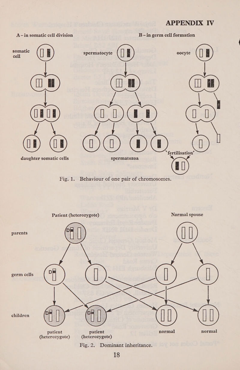 somatic | E cell  Fig. 1. APPENDIX IV B -in germ cell formation spermatocyte oocyte fertilisation spermatozoa ra Ci Behaviour of one pair of chromosomes. parents germ cells children   patient normal normal (heterozygote) Fig. 2. Dominant inheritance.