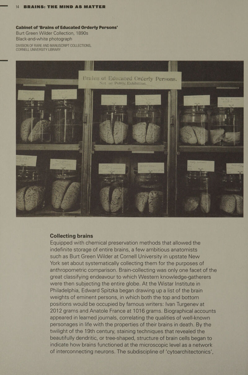 Cabinet of ‘Brains of Educated Orderly Persons’ Burt Green Wilder Collection, 1890s Black-and-white photograph DIVISION OF RARE AND MANUSCRIPT COLLECTIONS, CORNELL UNIVERSITY LIBRARY ins O' Educaied Orderly Persons Nrt or Public Exhibition. I ; 1 Collecting brains Equipped with chemical preservation methods that allowed the indefinite storage of entire brains, a few ambitious anatomists such as Burt Green Wilder at Cornell University in upstate New York set about systematically collecting them for the purposes of anthropometric comparison. Brain-collecting was only one facet of the great classifying endeavour to which Western knowledge-gatherers were then subjecting the entire globe. At the Wistar Institute in Philadelphia, Edward Spitzka began drawing up a list of the brain weights of eminent persons, in which both the top and bottom positions would be occupied by famous writers: Ivan Turgenev at 2012 grams and Anatole France at 1016 grams. Biographical accounts appeared in learned journals, correlating the qualities of well-known personages in life with the properties of their brains in death. By the twilight of the 19th century, staining techniques that revealed the beautifully dendritic, or tree-shaped, structure of brain cells began to indicate how brains functioned at the microscopic level as a network of interconnecting neurons. The subdiscipline of 'cytoarchitectonics',