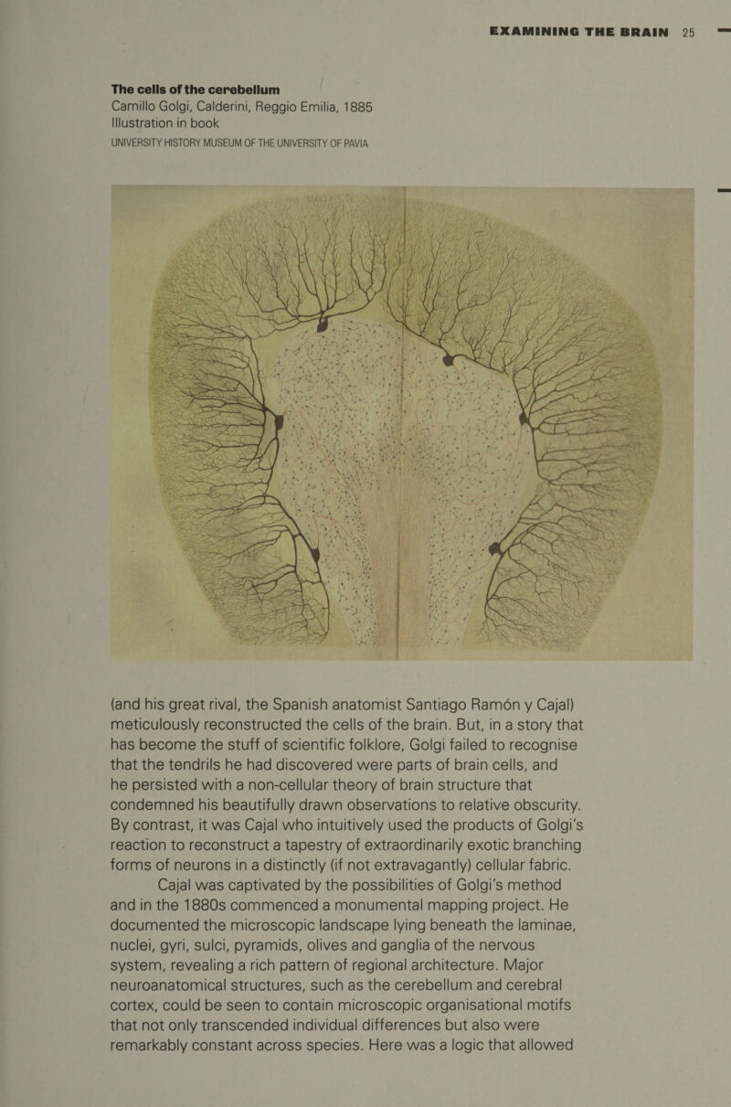 The cells of the cerebellum Camillo Golgi, Calderini, Reggio Emilia, 1885 Illustration in book UNIVERSITY HISTORY MUSEUM OF THE UNIVERSITY OF PAVIA (and his great rival, the Spanish anatomist Santiago Ramon y Cajal) meticulously reconstructed the cells of the brain. But, in a story that has become the stuff of scientific folklore, Golgi failed to recognise that the tendrils he had discovered were parts of brain cells, and he persisted with a non-cellular theory of brain structure that condemned his beautifully drawn observations to relative obscurity. By contrast, it was Cajal who intuitively used the products of Golgi's reaction to reconstruct a tapestry of extraordinarily exotic branching forms of neurons in a distinctly (if not extravagantly) cellular fabric. Cajal was captivated by the possibilities of Golgi's method and in the 1880s commenced a monumental mapping project. He documented the microscopic landscape lying beneath the laminae, nuclei, gyri, sulci, pyramids, olives and ganglia of the nervous system, revealing a rich pattern of regional architecture. Major neuroanatomical structures, such as the cerebellum and cerebral cortex, could be seen to contain microscopic organisational motifs that not only transcended individual differences but also were remarkably constant across species. Here was a logic that allowed