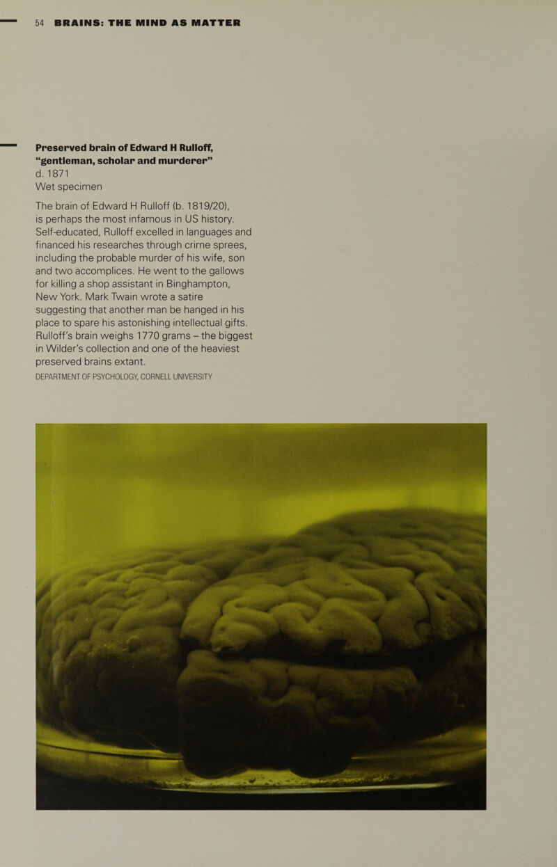 Preserved brain of Edward H Rulloff, “gentleman, scholar and murderer” d. 1871 Wet specimen The brain of Edward H Rulloff (b. 1819/20), is perhaps the most infamous in US history. Self-educated, Rulloff excelled in languages and financed his researches through crime sprees, including the probable murder of his wife, son and two accomplices. He went to the gallows for killing a shop assistant in Binghampton, New York. Mark Twain wrote a satire suggesting that another man be hanged in his place to spare his astonishing intellectual gifts. Rulloff's brain weighs 1770 grams - the biggest in Wilder's collection and one of the heaviest preserved brains extant.