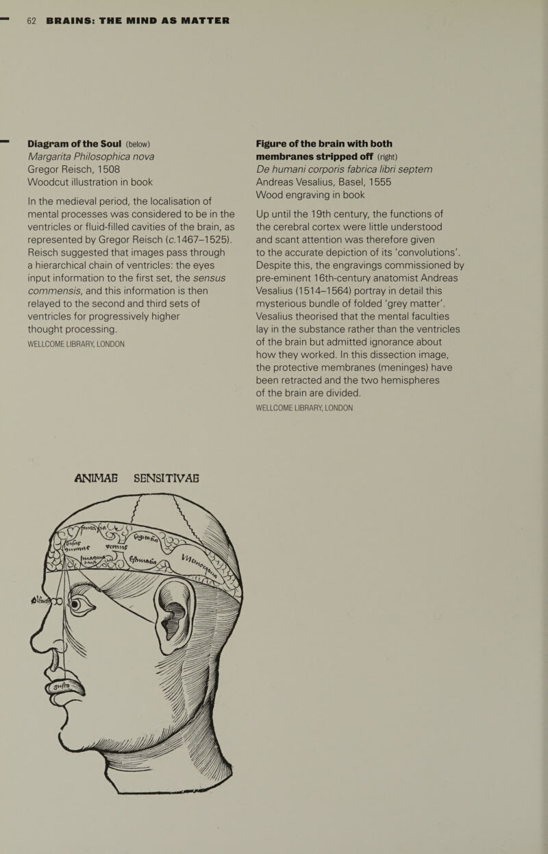 Diagram of the Soul (below) Margarita Philosophica nova Gregor Reisch, 1508 Woodcut illustration in book In the medieval period, the localisation of mental processes was considered to be in the ventricles or fluid-filled cavities of the brain, as represented by Gregor Reisch (c.1467-1525). Reisch suggested that images pass through a hierarchical chain of ventricles: the eyes input information to the first set, the sensus commensis, and this information is then relayed to the second and third sets of ventricles for progressively higher thought processing. WELLCOME LIBRARY, LONDON ANIMAE SENSITIVAB Figure of the brain with both membranes stripped off (right) De humani corporis fabrica libri septem Andreas Vesalius, Basel, 1555 Wood engraving in book Up until the 19th century, the functions of the cerebral cortex were little understood and scant attention was therefore given to the accurate depiction of its 'convolutions'. Despite this, the engravings commissioned by pre-eminent 16th-century anatomist Andreas Vesalius (1514-1564) portray in detail this mysterious bundle of folded 'grey matter'. Vesalius theorised that the mental faculties lay in the substance rather than the ventricles of the brain but admitted ignorance about how they worked. In this dissection image, the protective membranes (meninges) have been retracted and the two hemispheres of the brain are divided.