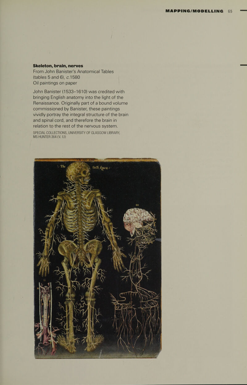 Skeleton, brain, nerves From John Banister's Anatomical Tables (tables 5 and 6), c.1580 Oil paintings on paper John Banister (1533-1610) was credited with bringing English anatomy into the light of the Renaissance. Originally part of a bound volume commissioned by Banister, these paintings vividly portray the integral structure of the brain and spinal cord, and therefore the brain in relation to the rest of the nervous system. SPECIAL COLLECTIONS, UNIVERSITY OF GLASGOW LIBRARY, MS HUNTER 364 (V. 1.1)