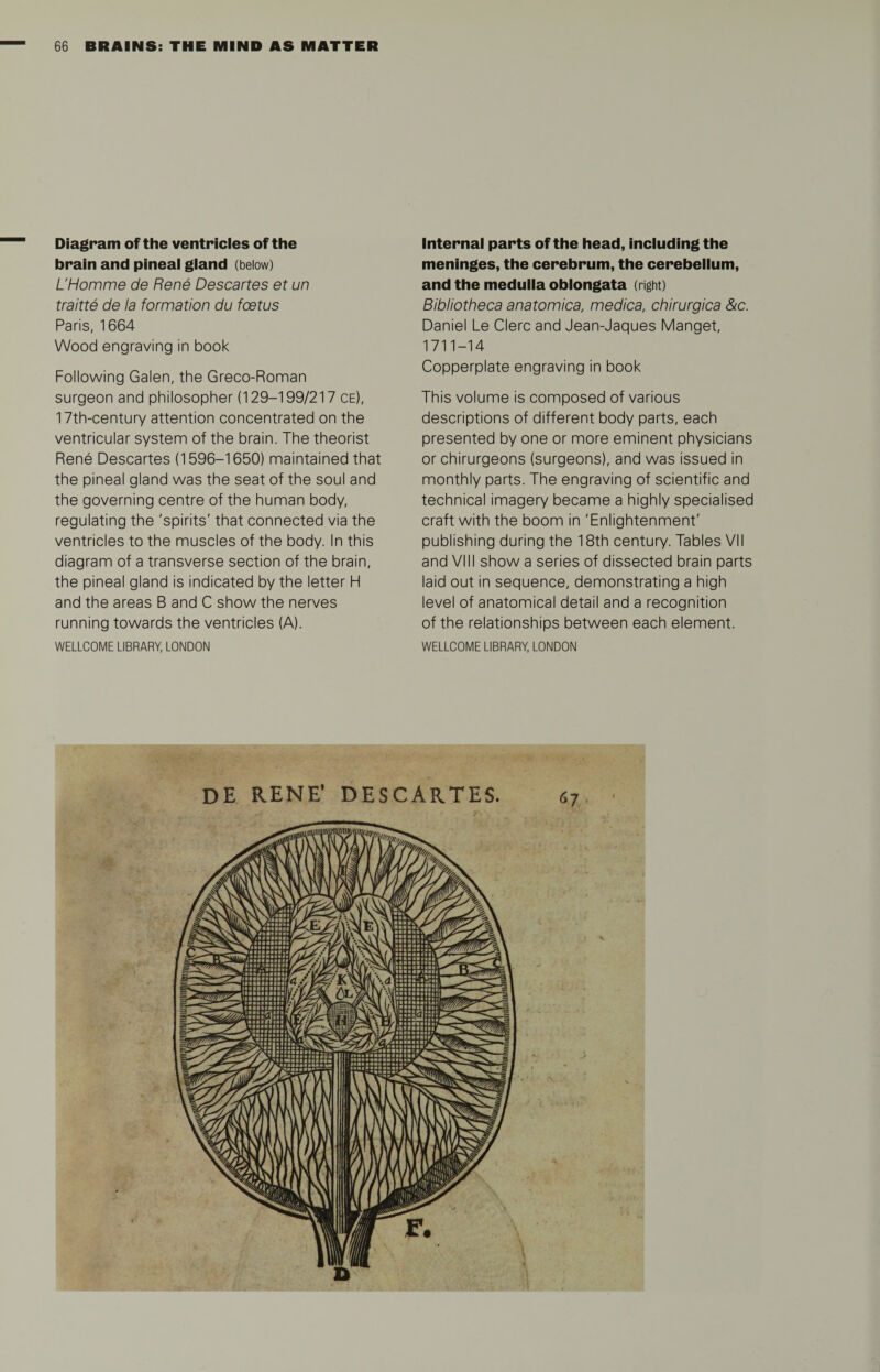 Diagram of the ventricles of the brain and pineal gland (below) L'Homme de Rene Descartes et un traitte de la formation du foetus Paris, 1664 Wood engraving in book Following Galen, the Greco-Roman surgeon and philosopher (129-199/217 ce), 17th-century attention concentrated on the ventricular system of the brain. The theorist Rene Descartes (1596-1650) maintained that the pineal gland was the seat of the soul and the governing centre of the human body, regulating the 'spirits' that connected via the ventricles to the muscles of the body. In this diagram of a transverse section of the brain, the pineal gland is indicated by the letter H and the areas B and C show the nerves running towards the ventricles (A). Internal parts of the head, including the meninges, the cerebrum, the cerebellum, and the medulla oblongata (right) Bibliotheca anatomica, medica, chirurgica &c. Daniel Le Clerc and Jean-Jaques Manget, 1711-14 Copperplate engraving in book This volume is composed of various descriptions of different body parts, each presented by one or more eminent physicians or chirurgeons (surgeons), and was issued in monthly parts. The engraving of scientific and technical imagery became a highly specialised craft with the boom in 'Enlightenment' publishing during the 18th century. Tables VII and VIII show a series of dissected brain parts laid out in sequence, demonstrating a high level of anatomical detail and a recognition of the relationships between each element.