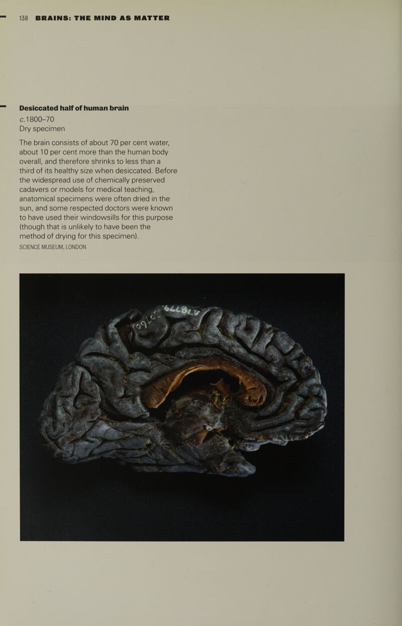 Desiccated half of human brain c. 1800-70 Dry specimen The brain consists of about 70 per cent water, about 10 per cent more than the human body overall, and therefore shrinks to less than a third of its healthy size when desiccated. Before the widespread use of chemically preserved cadavers or models for medical teaching, anatomical specimens were often dried in the sun, and some respected doctors were known to have used their windowsills for this purpose (though that is unlikely to have been the method of drying for this specimen). SCIENCE MUSEUM, LONDON