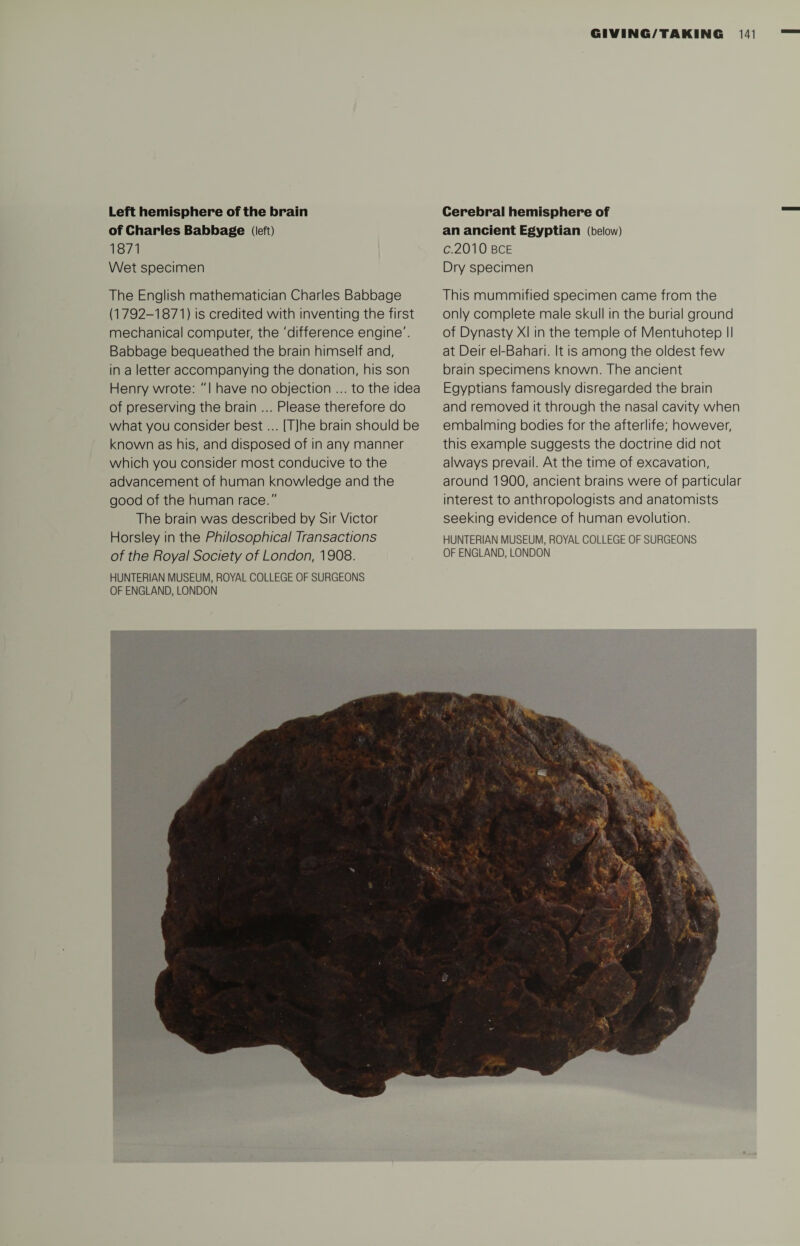 Left hemisphere of the brain of Charles Babbage (left) 1871 Wet specimen The English mathematician Charles Babbage (1792-1871) is credited with inventing the first mechanical computer, the 'difference engine'. Babbage bequeathed the brain himself and, in a letter accompanying the donation, his son Henry wrote: I have no objection ... to the idea of preserving the brain ... Please therefore do what you consider best... [T]he brain should be known as his, and disposed of in any manner which you consider most conducive to the advancement of human knowledge and the good of the human race. The brain was described by Sir Victor Horsley in the Philosophical Transactions of the Royal Society of London, 1908. HUNTERIAN MUSEUM, ROYAL COLLEGE OF SURGEONS OF ENGLAND, LONDON Cerebral hemisphere of an ancient Egyptian (below) C.2010 BCE Dry specimen This mummified specimen came from the only complete male skull in the burial ground of Dynasty XI in the temple of Mentuhotep II at Deir el-Bahari. It is among the oldest few brain specimens known. The ancient Egyptians famously disregarded the brain and removed it through the nasal cavity when embalming bodies for the afterlife; however, this example suggests the doctrine did not always prevail. At the time of excavation, around 1900, ancient brains were of particular interest to anthropologists and anatomists seeking evidence of human evolution. HUNTERIAN MUSEUM, ROYAL COLLEGE OF SURGEONS OF ENGLAND, LONDON