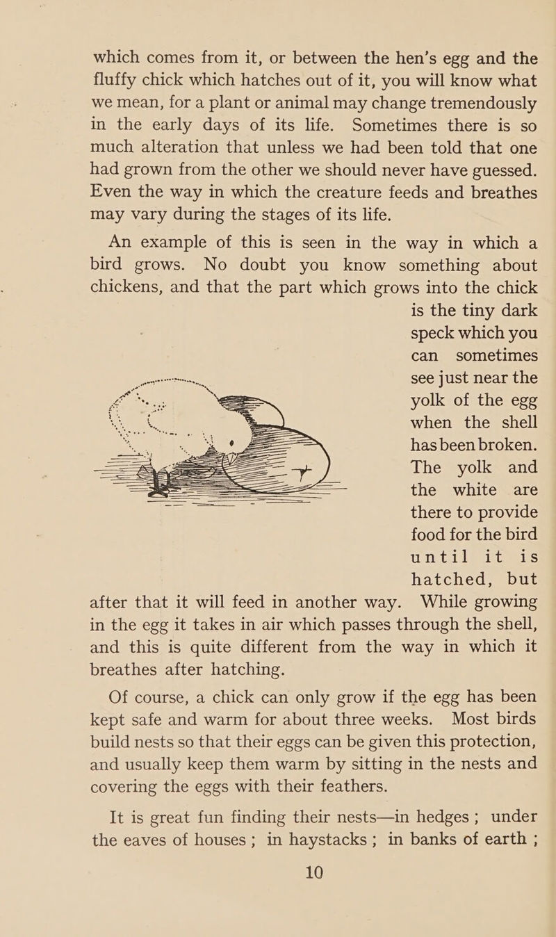 which comes from it, or between the hen’s egg and the fluffy chick which hatches out of it, you will know what we mean, for a plant or animal may change tremendously in the early days of its life. Sometimes there is so much alteration that unless we had been told that one had grown from the other we should never have guessed. Even the way in which the creature feeds and breathes may vary during the stages of its life. An example of this is seen in the way in which a bird grows. No doubt you know something about chickens, and that the part which grows into the chick is the tiny dark speck which you can sometimes ee see just near the ; yolk of the egg when the shell has been broken. The yolk and the white are there to provide food for the bird OBE She TS hatched, but after that it will feed in another way. While growing in the egg it takes in air which passes through the shell, and this is quite different from the way in which it breathes after hatching. Of course, a chick can only grow if the egg has been kept safe and warm for about three weeks. Most birds build nests so that their eggs can be given this protection, and usually keep them warm by sitting in the nests and covering the eggs with their feathers. It is great fun finding their nests—in hedges ; under the eaves of houses; in haystacks ; in banks of earth ;