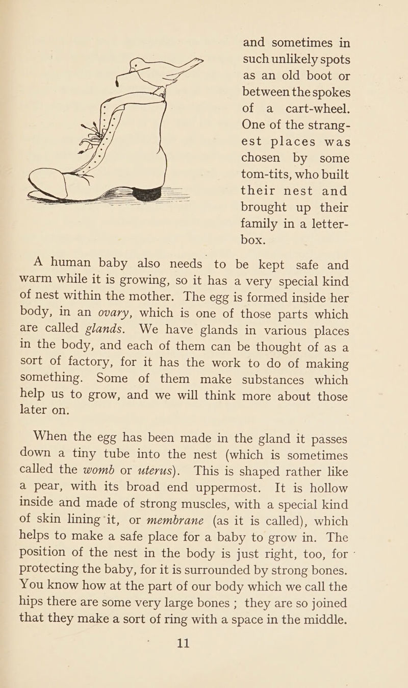 and sometimes in such unlikely spots as an old boot or between the spokes of a_cart-wheel. One of the strang- est places was chosen by some tom-tits, who built their nest and brought up their family in a letter- box. A human baby also needs to be kept safe and warm while it is growing, so it has a very special kind of nest within the mother. The egg is formed inside her body, in an ovary, which is one of those parts which are called glands. We have glands in various places in the body, and each of them can be thought of as a sort of factory, for it has the work to do of making something. Some of them make substances which help us to grow, and we will think more about those later on. When the egg has been made in the gland it passes down a tiny tube into the nest (which is sometimes called the womb or uterus). This is shaped rather like a pear, with its broad end uppermost. It is hollow inside and made of strong muscles, with a special kind of skin lining it, or membrane (as it is called), which helps to make a safe place for a baby to grow in. The position of the nest in the body is just right, too, for ° protecting the baby, for it is surrounded by strong bones. You know how at the part of our body which we call the hips there are some very large bones ; they are so joined that they make a sort of ring with a space in the middle. seal