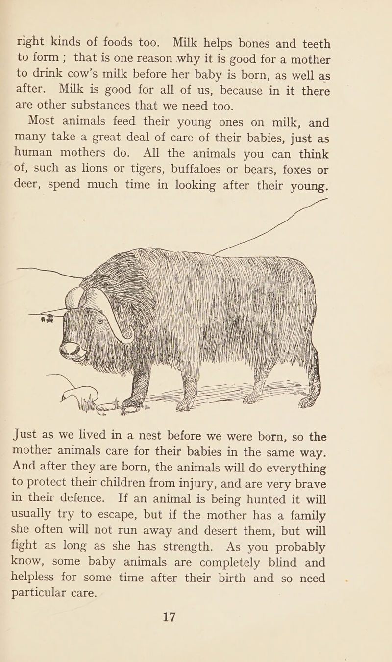 right kinds of foods too. Milk helps bones and teeth to form ; that is one reason why it is good for a mother to drink cow’s milk before her baby is born, as well as after. Milk is good for all of us, because in it there are other substances that we need too. Most animals feed their young ones on milk, and many take a great deal of care of their babies, just as human mothers do. All the animals you can think of, such as lions or tigers, buffaloes or bears, foxes or deer, spend much time in looking after their young. tiie GAR. are i a Just as we lived in a nest before we were born, so the mother animals care for their babies in the same way. And after they are born, the animals will do everything to protect their children from injury, and are very brave in their defence. If an animal is being hunted it will usually try to escape, but if the mother has a family she often will not run away and desert them, but will fight as long as she has strength. As you probably know, some baby animals are completely blind and helpless for some time after their birth and so need particular care.