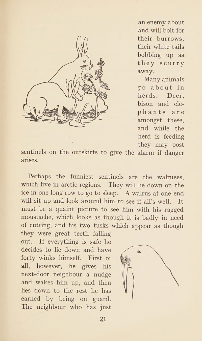 an enemy about and will bolt for their burrows, their white tails bobbing up as Pele vanes Ca igy away. Many animals go about in herds. Deer, bison and ele- phants are amongst these, and while the herd is feeding they may post sentinels on the outskirts to give the alarm if danger arises. Perhaps the funniest sentinels are the walruses, which live in arctic regions. They will lie down on the ice in one long row to go to sleep. A walrus at one end will sit up and look around him to see if all’s well. It must be a quaint picture to see him with his ragged moustache, which looks as though it is badly in need of cutting, and his two tusks which appear as though they were great teeth falling out. If everything is safe he decides to lie down and have @ forty winks himself. First of (y all, however, he gives his {J next-door neighbour a nudge and wakes him up, and then lies down to the rest he has earned by being on guard. The neighbour who has just ZA