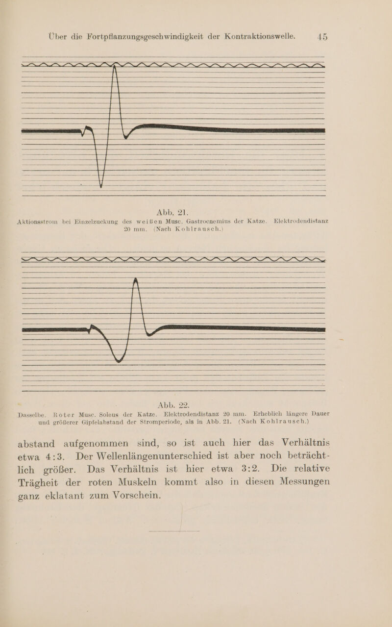 Abb, 21. Aktionsstrom bei Einzelzuckung des weißen Musc. Gastrocnemius der Katze. Elektrodendistanz 20 mm. (Nach Kohlrausch.) [\ E ii re ee Abb. 22. Dasselbe. Roter Musc. Soleus der Katze. Elektrodendistanz 20 mm. Erheblich längere Dauer und größerer Gipfelabstand der Stromperiode, als in Abb. 21. (Nach Kohlrauseh.) abstand aufgenommen sind, so ist auch hier das Verhältnis etwa 4:3. Der Wellenlängenunterschied ist aber noch beträcht- lich größer. Das Verhältnis ist hier etwa 3:2. Die relative Trägheit der roten Muskeln kommt also in diesen Messungen ganz eklatant zum Vorschein.