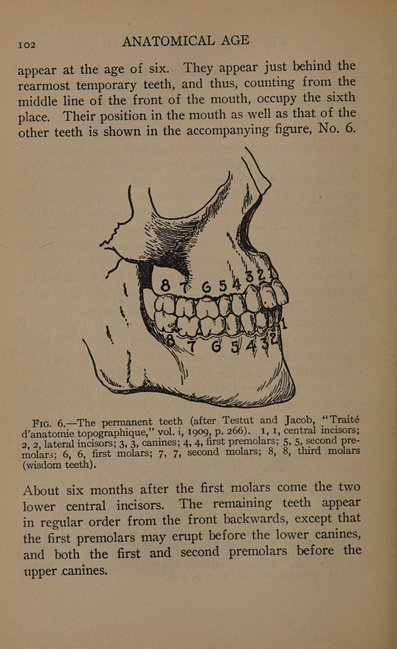 appear at the age of six. They appear just behind the rearmost temporary teeth, and thus, counting from the middle line of the front of the mouth, occupy the sixth place. Their position in the mouth as well as that of the other teeth is shown in the accompanying figure, No. 6. Fic. 6.—The permanent teeth (after Testut and Jacob, “Traité d’anatomie topographique,”’ vol. i, 1909, p. 266). 1, 1, central incisors; 2, 2, lateral incisors; 3, 3, canines; 4, 4, first premolars; 5, 5, second pre- molars; 6, 6, first molars; 7, 7, second molars; 8, 8, third molars (wisdom teeth). About six months after the first molars come the two lower central incisors. The remaining teeth appear in regular order from the front backwards, except that the first premolars may erupt before the lower canines, and both the first and second premolars before the upper canines. st