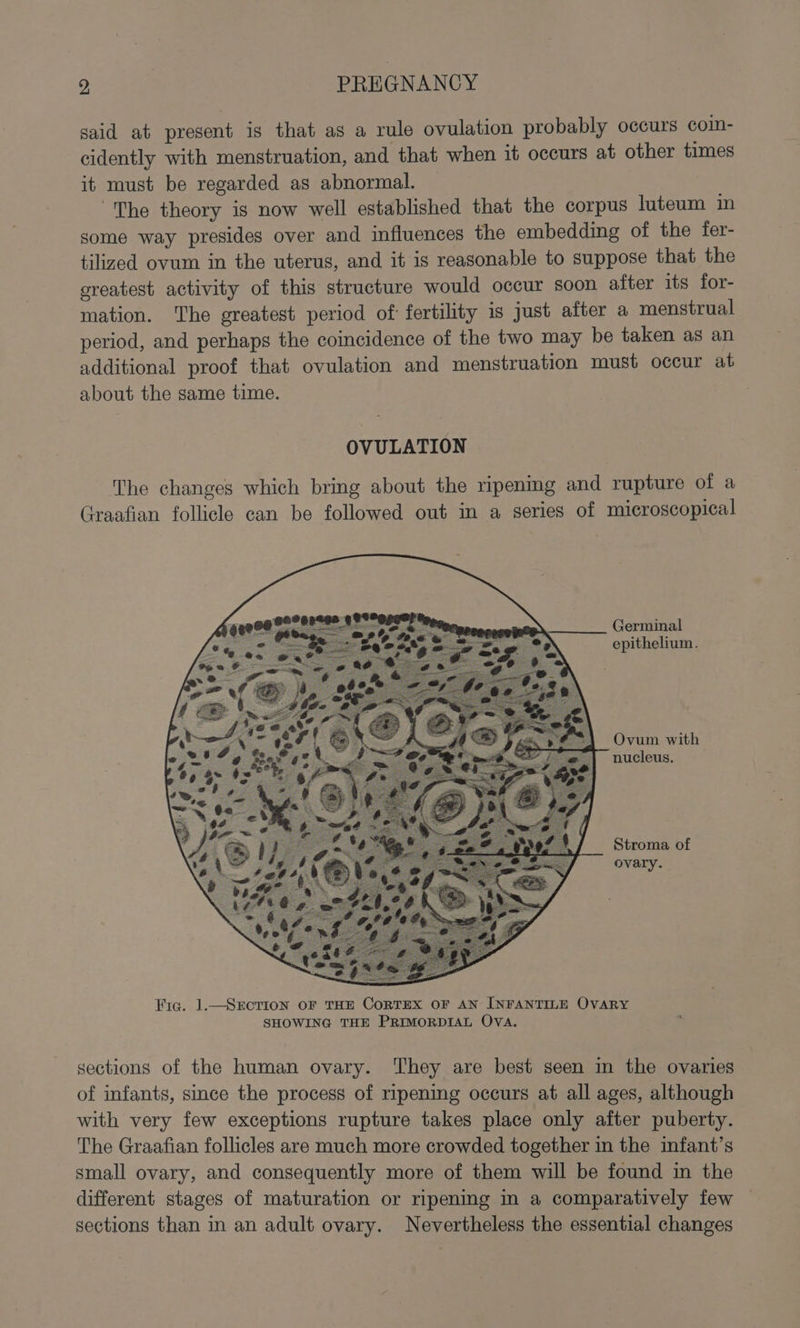 jae PREGNANCY said at present is that as a rule ovulation probably occurs coin- cidently with menstruation, and that when it occurs at other times it must be regarded as abnormal. The theory is now well established that the corpus luteum in some way presides over and influences the embedding of the fer- tilized ovum in the uterus, and it is reasonable to suppose that the greatest activity of this structure would occur soon after its for- mation. The greatest period of fertility is just after a menstrual period, and perhaps the coincidence of the two may be taken as an additional proof that ovulation and menstruation must occur at about the same time. OVULATION The changes which bring about the ripenmg and rupture of a Graafian follicle can be followed out in a series of microscopical Germinal epithelium. Ovum with nucleus. Stroma of ovary. Fic. 1—SrErcrion oF THE CoRTEX OF AN INFANTILE OVARY SHOWING THE PRIMORDIAL Ova. sections of the human ovary. ‘They are best seen in the ovaries of infants, since the process of ripening occurs at all ages, although with very few exceptions rupture takes place only after puberty. The Graafian follicles are much more crowded together in the infant’s small ovary, and consequently more of them will be found in the different stages of maturation or ripening Im a comparatively few sections than in an adult ovary. Nevertheless the essential changes