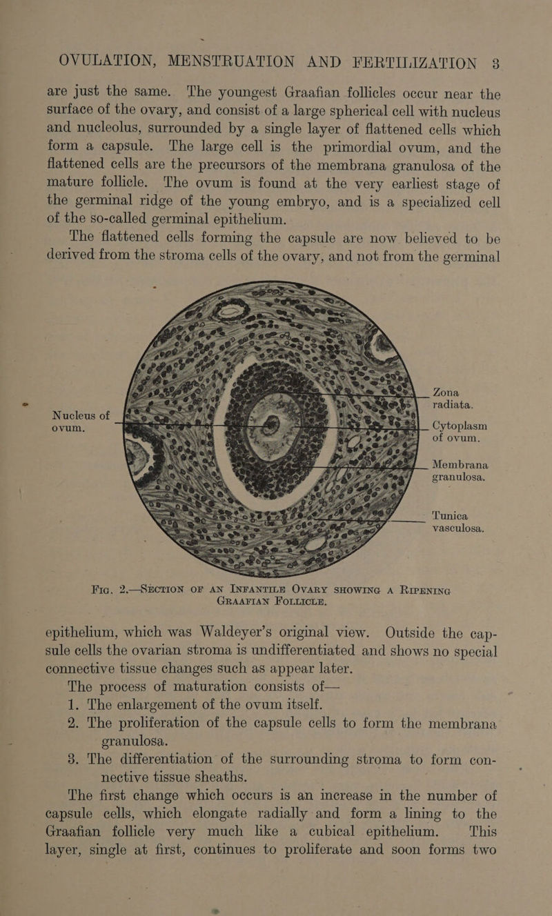 ~ OVULATION, MENSTRUATION AND FERTILIZATION 3 are just the same. The youngest Graafian follicles occur near the surface of the ovary, and consist of a large spherical cell with nucleus and nucleolus, surrounded by a single layer of flattened cells which form a capsule. The large cell is the primordial ovum, and the flattened cells are the precursors of the membrana granulosa of the mature follicle. The ovum is found at the very earliest stage of the germinal ridge of the young embryo, and is a specialized cell of the so-called germinal epithelium. The flattened cells forming the capsule are now believed to be derived from the stroma cells of the ovary, and not from the germinal Zona radiata. Nucleus of Brun. Cytoplasm of ovum. Membrana granulosa. - Tunica vasculosa. Fic. 2.—SEcTION OF AN INFANTILE OvARY SHOWING A RIPENING GRAAFIAN FOLLICLE. epithelium, which was Waldeyer’s original view. Outside the cap- sule cells the ovarian stroma 1s undifferentiated and shows no special connective tissue changes such as appear later. The process of maturation consists of— 1. The enlargement of the ovum itself. 2. The proliferation of the capsule cells to form the membrana eranulosa. 3. The differentiation of the surrounding stroma to form con- nective tissue sheaths. The first change which occurs is an increase in the number of capsule cells, which elongate radially and form a lining to the Graafian follicle very much lke a cubical epithelium. This layer, single at first, continues to proliferate and soon forms two