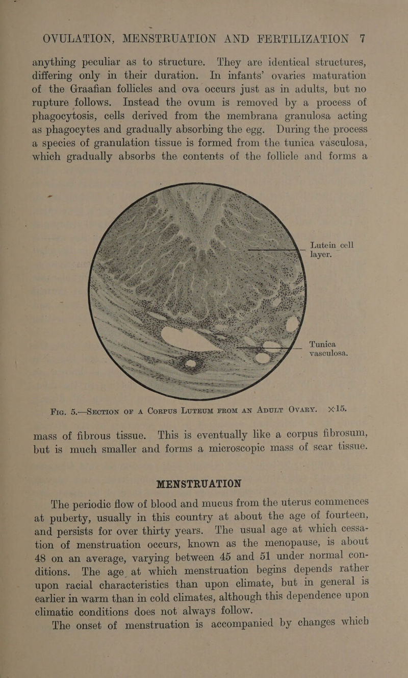 anything peculiar as to structure. They are identical structures, differmg only in their duration. In infants’ ovaries maturation: of the Graafian follicles and ova occurs just as in adults, but no rupture follows. Instead the ovum is removed by a process of phagocytosis, cells derived from the membrana granulosa acting as phagocytes and gradually absorbing the egg. Durimg the process a species of granulation tissue is formed from the tunica vasculosa, which gradually absorbs the contents of the follicle and forms a _ Lutein cell layer. Tunica vasculosa. Fic. 5.—Sxrction or A Corpus Lureum From AN ADULT OVARY. «15. mass of fibrous tissue. This is eventually like a corpus fibrosum, but ig much smaller and forms a microscopic mass of scar tissue. MENSTRUATION The periodic flow of blood and mucus from the uterus commences at puberty, usually in this country at about the age of fourteen, and persists for over thirty years. The usual age at which cessa- tion of menstruation occurs, known as the menopause, is about 48 on an average, varying between 45 and 51 under normal con- ditions. The age at which menstruation begins depends rather upon racial characteristics than upon climate, but in general is earlier in warm than in cold climates, although this dependence upon climatic conditions does not always follow. The onset of menstruation is accompanied by changes which