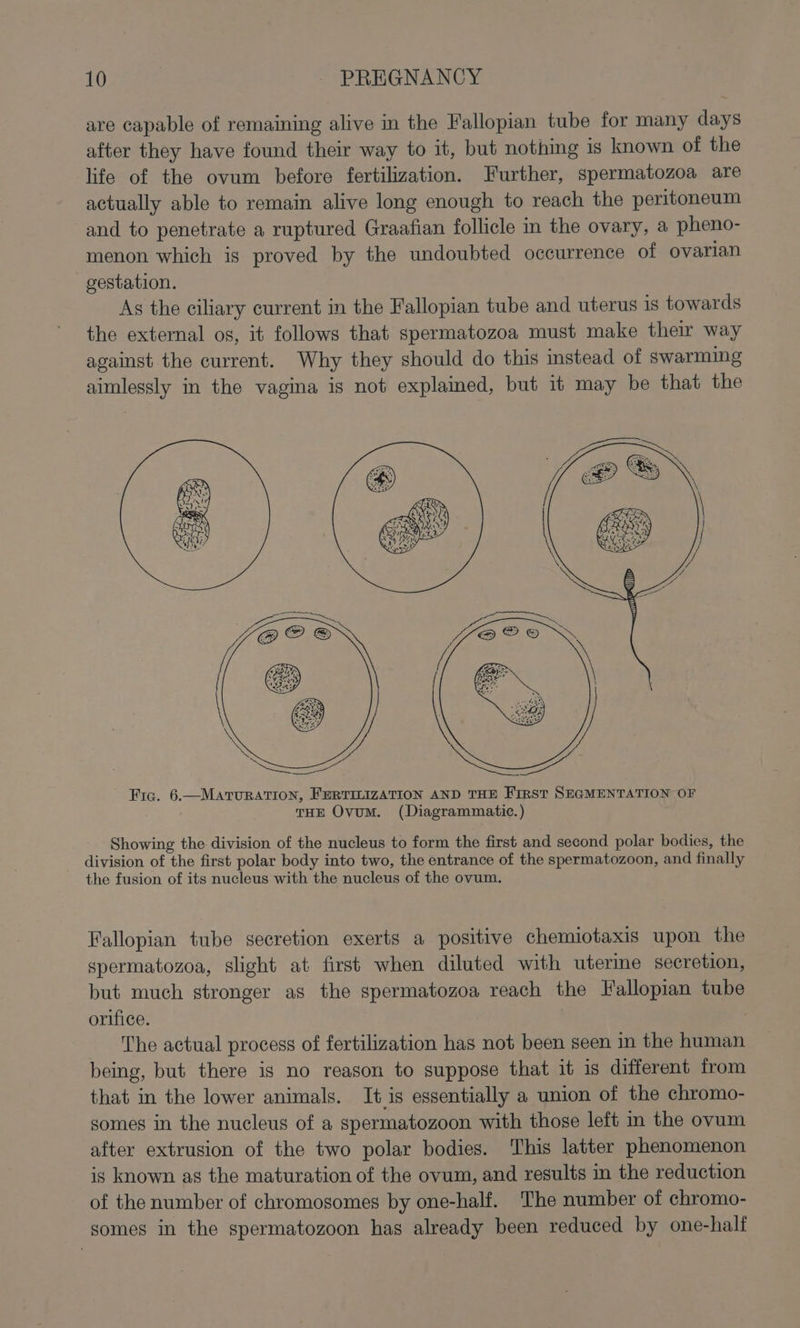 are capable of remaining alive in the Fallopian tube for many days after they have found their way to it, but nothing is known of the life of the ovum before fertilization. Further, spermatozoa are actually able to remain alive long enough to reach the peritoneum and to penetrate a ruptured Graafian follicle in the ovary, a pheno- menon which is proved by the undoubted occurrence of ovarian gestation. Ag the ciliary current in the Fallopian tube and uterus is towards the external os, it follows that spermatozoa must make their way against the current. Why they should do this instead of swarming aimlessly in the vagina is not explamed, but it may be that the Showing the division of the nucleus to form the first and second polar bodies, the division of the first polar body into two, the entrance of the spermatozoon, and finally the fusion of its nucleus with the nucleus of the ovum. Fallopian tube secretion exerts a positive chemiotaxis upon the spermatozoa, slight at first when diluted with uterine secretion, but much stronger as the spermatozoa reach the Fallopian tube orifice. ; | The actual process of fertilization has not been seen in the human being, but there is no reason to suppose that it is different from that in the lower animals. It is essentially a union of the chromo- somes in the nucleus of a spermatozoon with those left m the ovum after extrusion of the two polar bodies. This latter phenomenon is known ag the maturation of the ovum, and results im the reduction of the number of chromosomes by one-half. The number of chromo- somes in the spermatozoon has already been reduced by one-half