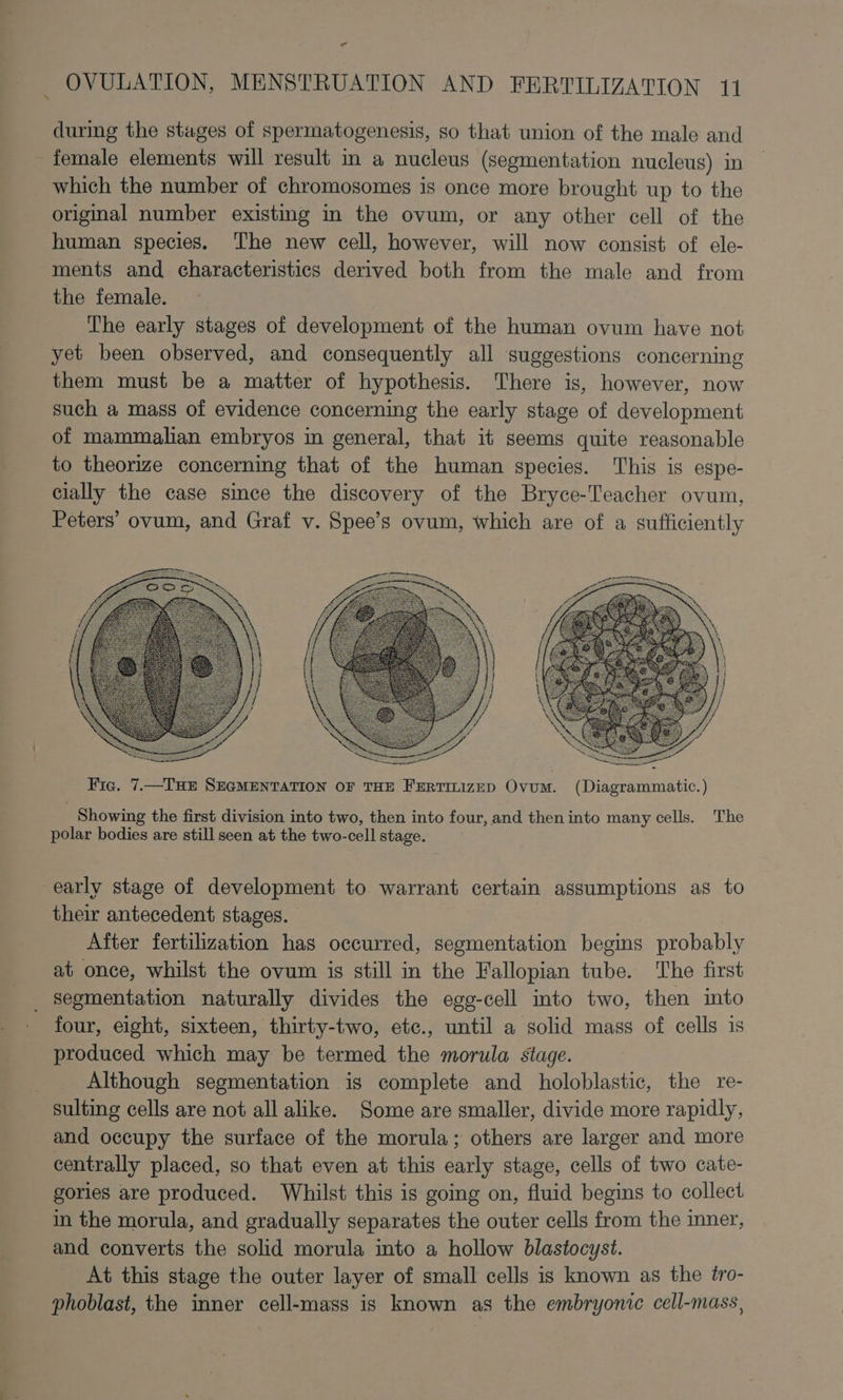 - OVULATION, MENSTRUATION AND FERTILIZATION 11 during the stages of spermatogenesis, so that union of the male and female elements will result im a nucleus (segmentation nucleus) in which the number of chromosomes is once more brought up to the origmal number existing in the ovum, or any other cell of the human species. ‘The new cell, however, will now consist of ele- ments and characteristics derived both from the male and from the female. The early stages of development of the human ovum have not yet been observed, and consequently all suggestions concerning them must be a matter of hypothesis. There is, however, now such a mass of evidence concerning the early stage of development of mammalian embryos in general, that it seems quite reasonable to theorize concerning that of the human species. This is espe- cially the case since the discovery of the Bryce-Teacher ovum, Peters’ ovum, and Graf v. Spee’s ovum, which are of a sufficiently ———— Fic. 7.—THe SEGMENTATION OF THE FERTILIZED Ovum. (Diagrammatic.) } Showing the first division into two, then into four, and then into many cells. The polar bodies are still seen at the two-cell stage. early stage of development to warrant certain assumptions as to their antecedent stages. After fertilization has occurred, segmentation begins probably at once, whilst the ovum is still in the Fallopian tube. The first segmentation naturally divides the egg-cell into two, then imto four, eight, sixteen, thirty-two, etc., until a solid mass of cells is produced which may be termed the morula stage. Although segmentation is complete and holoblastic, the re- sulting cells are not all alike. Some are smaller, divide more rapidly, and occupy the surface of the morula; others are larger and more centrally placed, so that even at this early stage, cells of two cate- gories are produced. Whilst this is going on, fluid begins to collect in the morula, and gradually separates the outer cells from the inner, and converts the solid morula into a hollow blastocyst. At this stage the outer layer of small cells is known as the tro- phoblast, the inner cell-mass is known as the embryonic cell-mass,