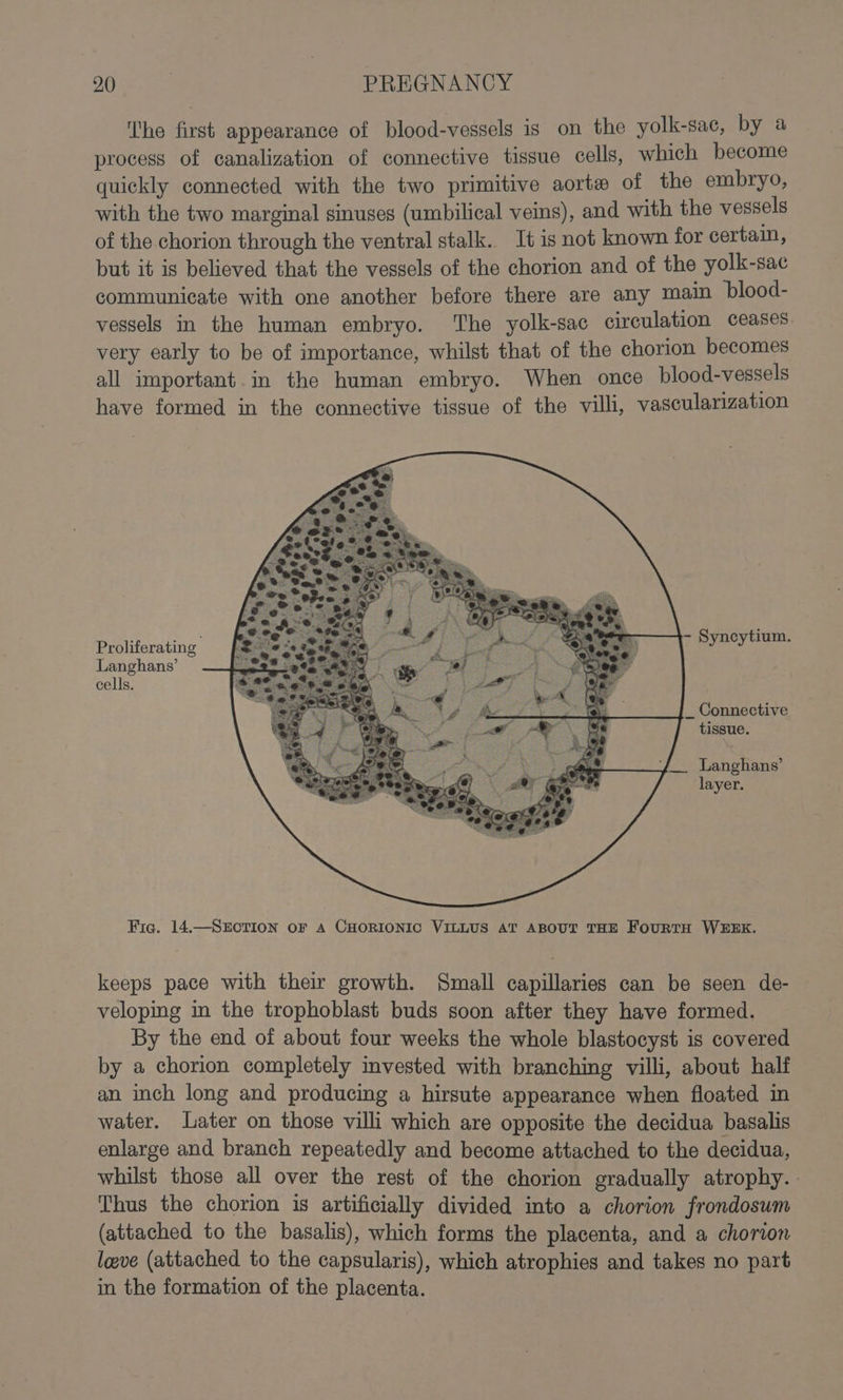 The first appearance of blood-vessels is on the yolk-sac, by a process of canalization of connective tissue cells, which become quickly connected with the two primitive aorte of the embryo, with the two marginal sinuses (umbilical veins), and with the vessels of the chorion through the ventral stalk. It is not known for certain, but it is believed that the vessels of the chorion and of the yolk-sac communicate with one another before there are any main blood- vessels in the human embryo. The yolk-sac circulation ceases very early to be of importance, whilst that of the chorion becomes all important.in the human embryo. When once blood-vessels have formed in the connective tissue of the villi, vascularization Proliferating ~ Syncytium. Langhans’ cells. _ Connective tissue. Langhans’ layer. Fig. 14.—SECTION oF A CHORIONIC VILLUS AT ABOUT THE FouRTH WEEK. keeps pace with their growth. Small capillaries can be seen de- velopmg im the trophoblast buds soon after they have formed. By the end of about four weeks the whole blastocyst is covered by a chorion completely invested with branching villi, about half an inch long and producing a hirsute appearance when floated in water. Later on those villi which are opposite the decidua basalis enlarge and branch repeatedly and become attached to the decidua, whilst those all over the rest of the chorion gradually atrophy. . Thus the chorion is artificially divided into a chorion frondosum (attached to the basalis), which forms the placenta, and a chorion leve (attached to the capsularis), which atrophies and takes no part in the formation of the placenta.