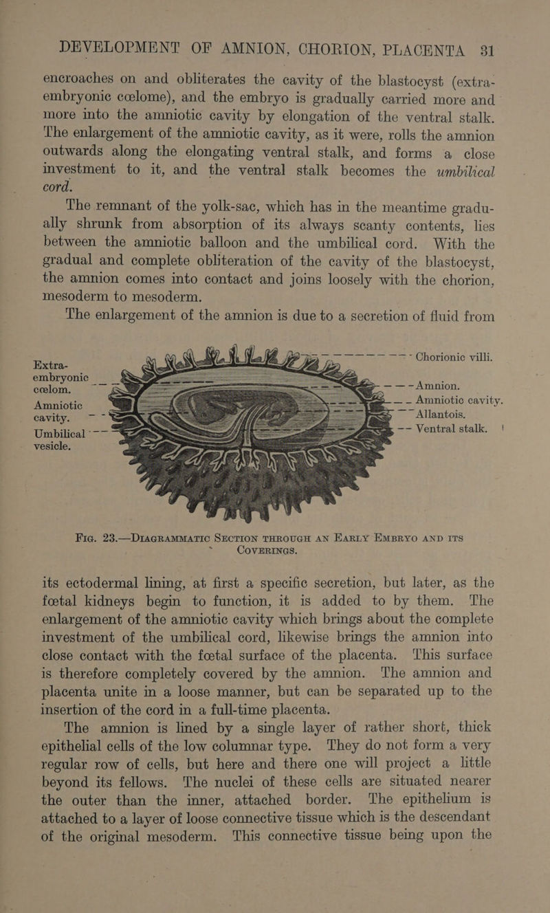 encroaches on and obliterates the cavity of the blastocyst (extra- embryonic coelome), and the embryo is gradually carried more and’ more into the amniotic cavity by elongation of the ventral stalk. The enlargement of the amniotic cavity, as it were, rolls the amnion outwards along the elongating ventral stalk, and forms a close investment to it, and the ventral stalk becomes the wmbilical cord. The remnant of the yolk-sac, which has in the meantime gradu- ally shrunk from absorption of its always scanty contents, lies between the amniotic balloon and the umbilical cord. With the gradual and complete obliteration of the cavity of the blastocyst, the amnion comes into contact and joins loosely with the chorion, mesoderm to mesoderm. The enlargement of the amnion is due to a secretion of fluid from yes VA Ay Jap. Chorionic villi. Extra- | be oz embryonic -— _& = ie — — —~Amnion. ccelom. a : ; e ae ; eh : e- — - Amniotic cavity. Amniotic — = | 2 . : as i Allantois. cavity. ~~ {> —- Ventral stalk. | Umbilical ~~ “\77 oS : vesicle. ee =. Fig. 23.—DIAGRAMMATIC SECTION THROUGH AN EARLY EMBRYO AND ITS . COVERINGS. its ectodermal lining, at first a specific secretion, but later, as the foetal kidneys begin to function, it 1s added to by them. ‘The enlargement of the amniotic cavity which brings about the complete investment of the umbilical cord, likewise brings the amnion into close contact with the footal surface of the placenta. ‘his surface is therefore completely covered by the amnion. The amnion and placenta unite in a loose manner, but can be separated up to the insertion of the cord in a full-time placenta. The amnion is lined by a single layer of rather short, thick epithelial cells of the low columnar type. They do not form a very regular row of cells, but here and there one will project a little beyond its fellows. The nuclei of these cells are situated nearer the outer than the inner, attached border. The epithelium is attached to a layer of loose connective tissue which is the descendant of the original mesoderm. This connective tissue bemg upon the