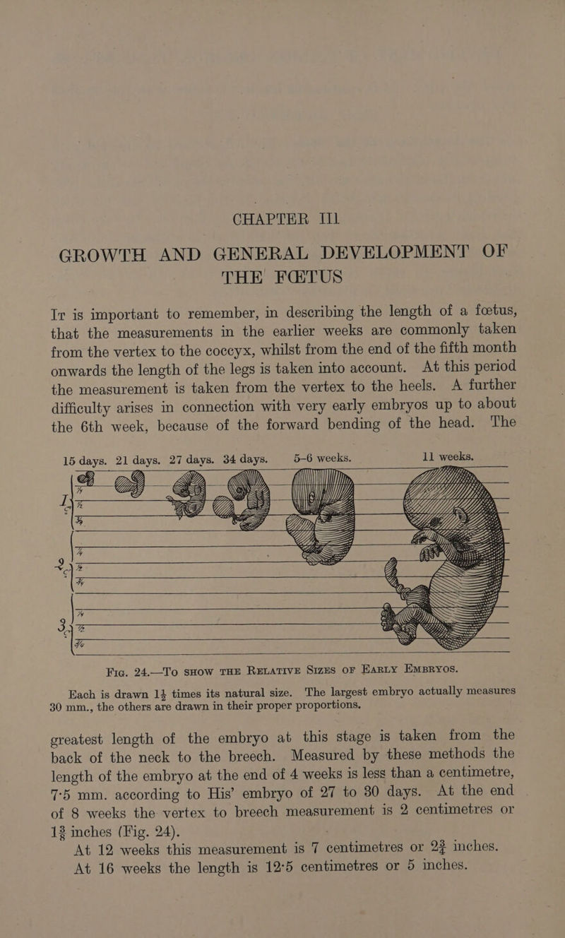 CHAPTER II] GROWTH AND GENERAL DEVELOPMENT OF THE FGTUS Ir ig important to remember, in describing the length of a foetus, that the measurements in the earlier weeks are commonly taken from the vertex to the coccyx, whilst from the end of the fifth month onwards the length of the legs is taken into account. At this period the measurement is taken from the vertex to the heels. A further difficulty arises in connection with very early embryos up to about the 6th week, because of the forward bending of the head. The 15 days. 21 days. 27 days, 34 days. 5-6 weeks. 11 weeks. Each is drawn 14 times its natural size. The largest embryo actually measures 30 mm., the others are drawn in their proper proportions. greatest length of the embryo at this stage 1s taken from the back of the neck to the breech. Measured by these methods the length of the embryo at the end of 4 weeks is less than a centimetre, 7-5 mm. according to His’ embryo of 27 to 30 days. At the end of 8 weeks the: vertex to breech measurement is 2 centimetres or 12 inches (Fig. 24). . At 12 weeks this measurement is 7 centimetres or 2% inches. At 16 weeks the length is 12°5 centimetres or 5 inches.