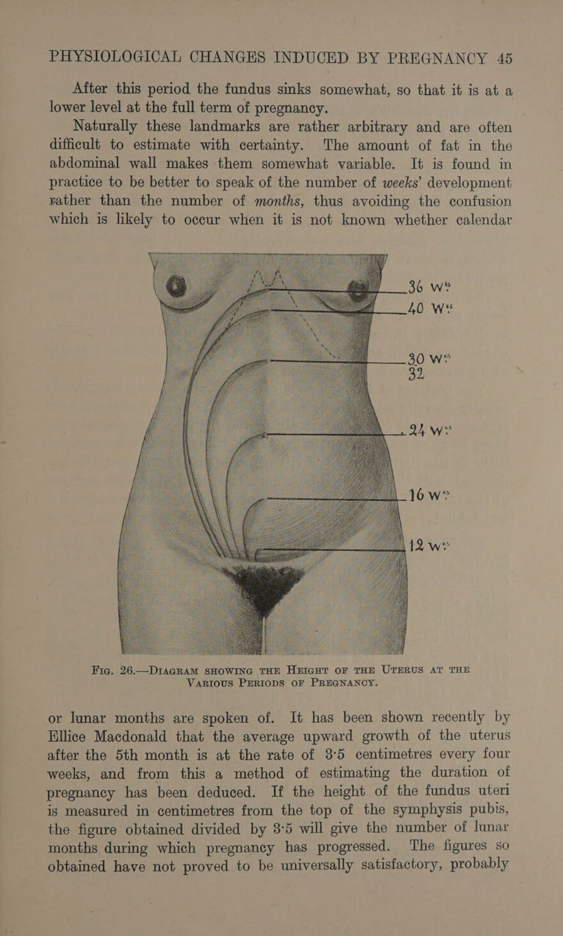 After this period the fundus sinks somewhat, so that it is at a lower level at the full term of pregnancy. Naturally these landmarks are rather arbitrary and are often difficult to estimate with certainty. The amount of fat in the abdominal wall makes them somewhat variable. It is found in practice to be better to speak of the number of weeks’ development rather than the number of months, thus avoiding the confusion which is likely to occur when it is not known whether calendar Fic. 26.—DIAGRAM SHOWING THE HEIGHT OF THE UTERUS AT THE VARIOUS PERIODS OF PREGNANCY. or lunar months are spoken of. It has been shown recently by Ellice Macdonald that the average upward growth of the uterus after the 5th month is at the rate of 3°5 centimetres every four weeks, and from this a method of estimating the duration of pregnancy has been deduced. If the height of the fundus uteri is measured in centimetres from the top of the symphysis pubis, the figure obtained divided by 8-5 will give the number of lunar months during which pregnancy has progressed. ‘The figures so obtained have not proved to be universally satisfactory, probably