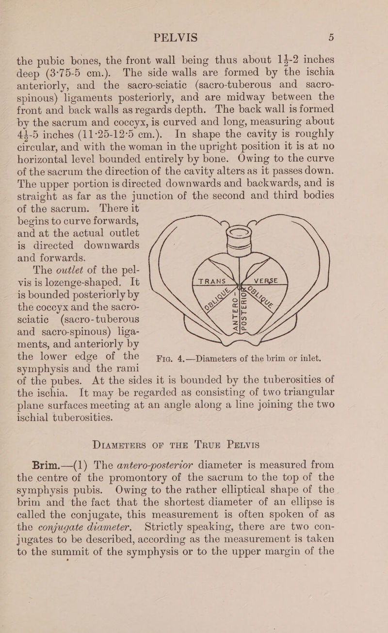 the pubic bones, the front wall being thus about 1}-2 inches deep (3°75-5 cm.). The side walls are formed by the ischia anteriorly, and the sacro-sciatic (sacro-tuberous and sacro- spinous) ligaments posteriorly, and are midway between the front and back walls as regards depth. The back wall is formed by the sacrum and coccyx, is curved and long, measuring about 44-5 inches (11:25-12°5 em.). In shape the cavity is roughly circular, and with the woman in the upright position it is at no horizontal level bounded entirely by bone. Owing to the curve of the sacrum the direction of the cavity alters as it passes down. The upper portion is directed downwards and backwards, and is straight as far as the junction of the second and third bodies of the sacrum. There it . begins to curve forwards, and at the actual outlet is directed downwards and forwards. The outlet of the pel- vis is lozenge-shaped. It is bounded posteriorly by the coccyx and the sacro- sciatic (sacro-tuberous and sacro-spinous) liga- ments, and anteriorly by the lower edge of the yg, 4.—Diameters of the brim or inlet. symphysis and the rami of the pubes. At the sides it is bounded by the tuberosities of the ischia. It may be regarded as consisting of two triangular plane surfaces meeting at an angle along a line joining the two ischial tuberosities. DIAMETERS OF THE TRUE PELVIS Brim.—(1) The antero-posterior diameter is measured from the centre of the promontory of the sacrum to the top of the symphysis pubis. Owing to the rather elliptical shape of the brim and the fact that the shortest diameter of an ellipse is called the conjugate, this measurement is often spoken of as the conjugate diameter. Strictly speaking, there are two con- jugates to be described, according as the measurement is taken to the summit of the symphysis or to the upper margin of the