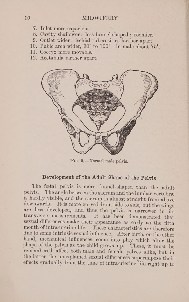 7. Inlet more capacious. 8. Cavity shallower: less funnel-shaped : roomier. 9. Outlet wider: ischial tuberosities farther apart. 10. Pubic arch wider, 90° to 100°—in male about 75°. 11. Coccyx more movable. 12. Acetabula farther apart. Development of the Adult Shape of the Pelvis The foetal pelvis is more funnel-shaped than the adult pelvis. The angle between the sacrum and the lumbar vertebra: is hardly visible, and the sacrum is almost straight from above downwards. It is more curved from side to side, but the wings are less developed, and thus the pelvis is narrower in its transverse measurements. It has been demonstrated that sexual differences make their appearance as early as the fifth month of intra-uterine life. These characteristics are therefore due to some intrinsic sexual influence. After birth, on the other hand, mechanical influences come into play which alter the shape of the pelvis as the child grows up. These, it must be remembered, affect both male and female pelves alike, but in the latter the unexplained sexual differences superimpose their effects gradually from the time of intra-uterine life right up to