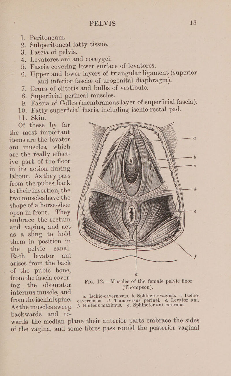 Peritoneum. a ca a Li. oSkan. Of these by far the most important items are the levator ani muscles, which are the really effect- ive part of the floor in its action during labour. As they pass from the pubes back to their insertion, the two muscles have the shape of. a horse-shoe open in front. They embrace the rectum and vagina, and act as a sling to hold them in position in the pelvic canal. Each levator ani arises from the back of the pubic bone, from the fascia cover- ing the obturator internus muscle, and from the ischial spine. Asthe muscles sweep backwards and_ to- Fic. 12.—Muscles of the female pelvic floor (Thompson). a. Ischio-cavernosus. b. Sphincter vaginee. c. Ischio- cavernosus. od. Transversus perinei. ¢. Levator ani. f. Gluteus maximus. g. Sphincter ani externus.