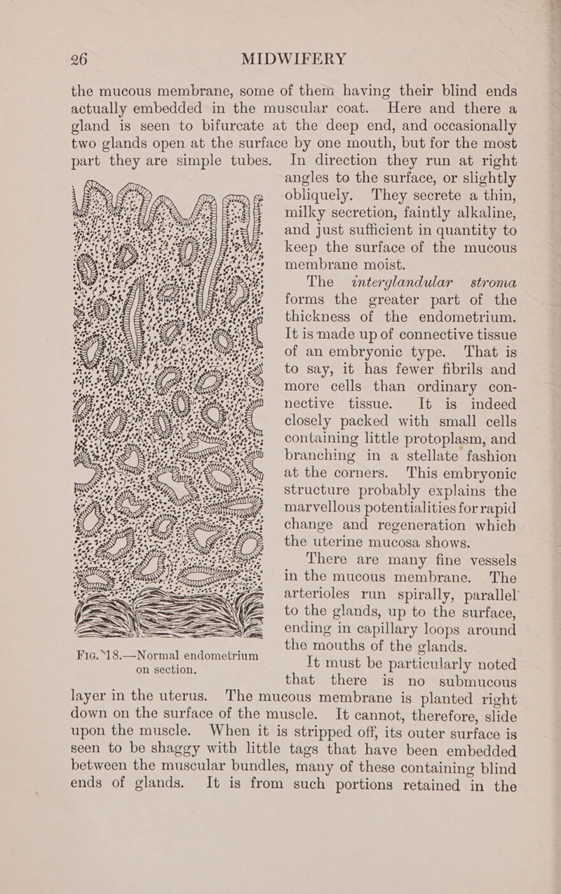 the mucous membrane, some of them having their blind ends actually embedded in the muscular coat. Here and there a gland is seen to bifurcate at the deep end, and occasionally two glands open at the surface by one mouth, but for the most part they are simple tubes. In direction they run at right angles to the surface, or slightly obliquely. They secrete a thin, milky secretion, faintly alkaline, and just sufficient in quantity to f keep the surface of the mucous f membrane moist. GF 7 The &lt;interglandular stroma £1 tee E RS FY forms the greater part of the pPigskt wee thickness of the endometrium. It is made up of connective tissue of an embryonic type. That is to say, it has fewer fibrils and more cells than ordinary con- nective tissue. It is indeed closely packed with small cells containing little protoplasm, and branching in a stellate fashion at the corners. This embryonic structure probably explains the marvellous potentialities for rapid change and regeneration which the uterine mucosa shows. There are many fine vessels in the mucous membrane. The arterioles run spirally, parallel to the glands, up to the surface, ending in capillary loops around the mouths of the glands. It must be particularly noted that there is no submucous layer in the uterus. The mucous membrane is planted right down on the surface of the muscle. It cannot, therefore, slide upon the muscle. When it is stripped off, its outer surface is seen to be shaggy with little tags that have been embedded between the muscular bundles, many of these containing blind ends of glands. It is from such portions retained in the se ee? ee se, ° Ss See = aeaey a CW tise sand s e eo ~ eo ie See * Se Sgtes . SS spate At 4 YASS ~~ RT 4 a . ~~ Stee RS OeSE sea ee 2 oe FS = 8°. ek Sy wes RS Ag acer) tes 7 oh) ™ oF AYES oe Zz . 2 &gt; os &gt; . &lt; th v7 . ° Se * * Ae ee Dy *o@ ss te te ‘ae &gt; 2 ee. o*eSagses St ¢: e £ or 4 ) © e ANS : &gt; S . ¢ we Os eyST Sts wae 5 ° = a