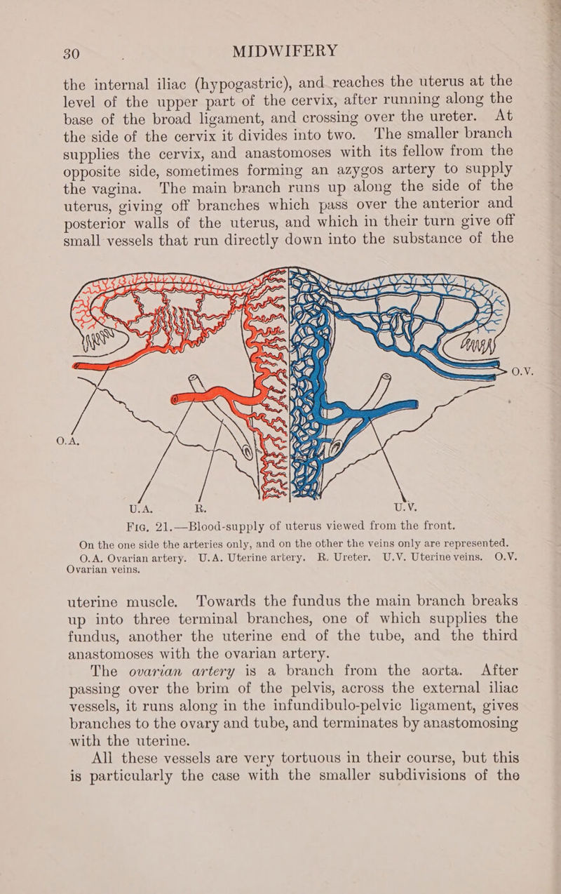 the internal iliac (hypogastric), and reaches the uterus at the level of the upper part of the cervix, after running along the base of the broad ligament, and crossing over the ureter. At the side of the cervix it divides into two. The smaller branch supplies the cervix, and anastomoses with its fellow from the opposite side, sometimes forming an azygos artery to supply the vagina. The main branch runs up along the side of the uterus, giving off branches which pass over the anterior and posterior walls of the uterus, and which in their turn give off small vessels that run directly down into the substance of the ae Ns ») é 0-43 U.A. R. Fic, 21.—Blood-supply of uterus viewed from the front. On the one side the arteries only, and on the other the veins only are represented. O.A. Ovarian artery. U.A. Uterine artery. R. Ureter. U.V. Uterineveins. O.V. Ovarian veins. uterine muscle. Towards the fundus the main branch breaks up into three terminal branches, one of which supplies the fundus, another the uterine end of the tube, and the third anastomoses with the ovarian artery. The ovarian artery is a branch from the aorta. After passing over the brim of the pelvis, across the external iliac vessels, it runs along in the infundibulo-pelvic ligament, gives branches to the ovary and tube, and terminates by anastomosing with the uterine. All these vessels are very tortuous in their course, but this is particularly the case with the smaller subdivisions of the