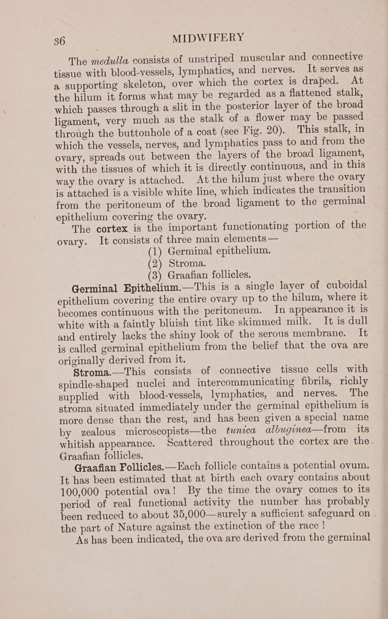 The medulla consists of unstriped muscular and connective tissue with blood-vessels, lymphatics, and nerves. It serves as a supporting skeleton, over which the cortex is draped. At the hilum it forms what may be regarded as a flattened stalk, which passes through a slit in the posterior layer of the broad ligament, very much as the stalk of a flower may be passed through the buttonhole of a coat (see Fig. 20). This stalk, in which the vessels, nerves, and lymphatics pass to and from the ovary, spreads out between the layers of the broad ligament, with the tissues of which it is directly continuous, and in this way the ovary is attached. At the hilum just where the ovary is attached is a visible white line, which indicates the transition from the peritoneum of the broad ligament to the germinal epithelium covering the ovary. The cortex is the important functionating portion of the ovary. It consists of three main elements — (1) Germinal epithelium. (2) Stroma. (3) Graafian follicles. Germinal Epithelium.—This is a single layer of cuboidal epithelium covering the entire ovary up to the hilum, where it becomes continuous with the peritoneum. In appearance it is white with a faintly bluish tint like skimmed milk. It is dull and entirely lacks the shiny look of the serous membrane. It is called germinal epithelium from the belief that the ova are originally derived from it. Stroma.—This consists of connective tissue cells with spindle-shaped nuclei and intercommunicating fibrils, richly supplied with blood-vessels, lymphatics, and nerves. The stroma situated immediately under the germinal epithelium is more dense than the rest, and has been given a special name by zealous microscopists—the tunica albuginea—from its whitish appearance. Scattered throughout the cortex are the. Graafian follicles. Graafian Follicles.—Each follicle contains a potential ovum. It has been estimated that at birth each ovary contains about 100,000 potential ova! By the time the ovary comes to its period of real functional activity the number has probably been reduced to about 35,000—surely a sufficient safeguard on the part of Nature against the extinction of the race ! As has been indicated, the ova are derived from the germinal