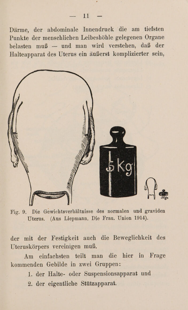 Därme, der abdominale Innendruck die am tieisten Punkte der menschlichen Leibeshöhle gelegenen Organe belasten muß — und man wird verstehen, daß der Halteapparat des Uterus ein äußerst komplizierter sein, ZH Lı. - ZH, x u, DU, [2 „ a a Fig. 9. Die Gewichtsverhältnisse des normalen und graviden _ Uterus. (Aus Liepmann. Die Frau. Union 1914). der mit der Festigkeit auch die Beweglichkeit des Uteruskörpers vereinigen muß. Am einfachsten teilt man die hier in Frage kommenden Gebilde in zwei Gruppen: 1. der Halte- oder Suspensionsapparat und