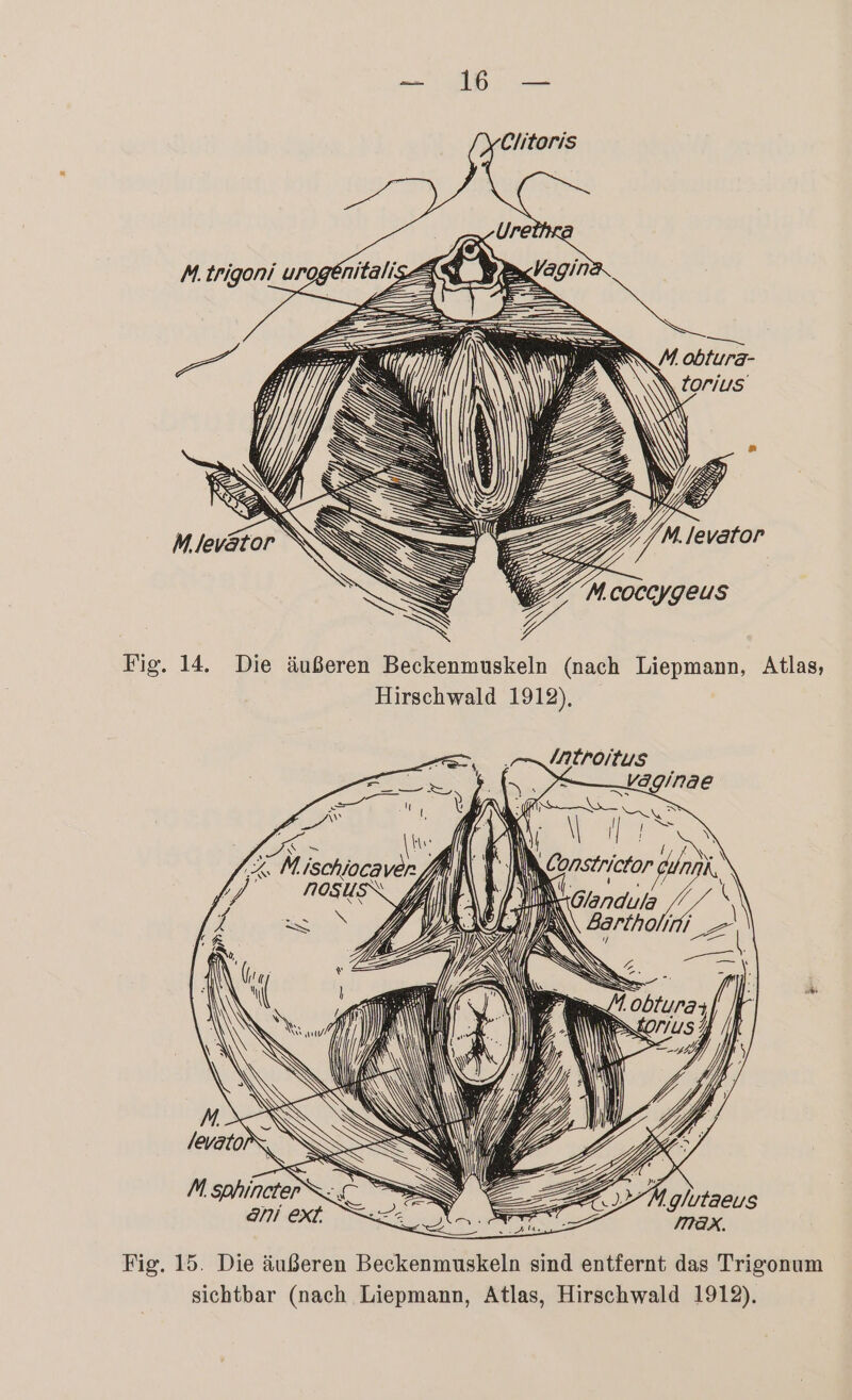 Se Clitoris STE en \ SIE Fig. 14. Die äußeren Beckenmuskeln (nach Liepmann, Atlas, Hirschwald 1912), /Atroltus = Väginae Äh :R oe IE \ A, jauN Y ZU AN N. Obturay > ul 'glvtaeus MAX. Fig. 15. Die äußeren Beckenmuskeln sind entfernt das Trigonum sichtbar (nach Liepmann, Atlas, Hirschwald 1912).