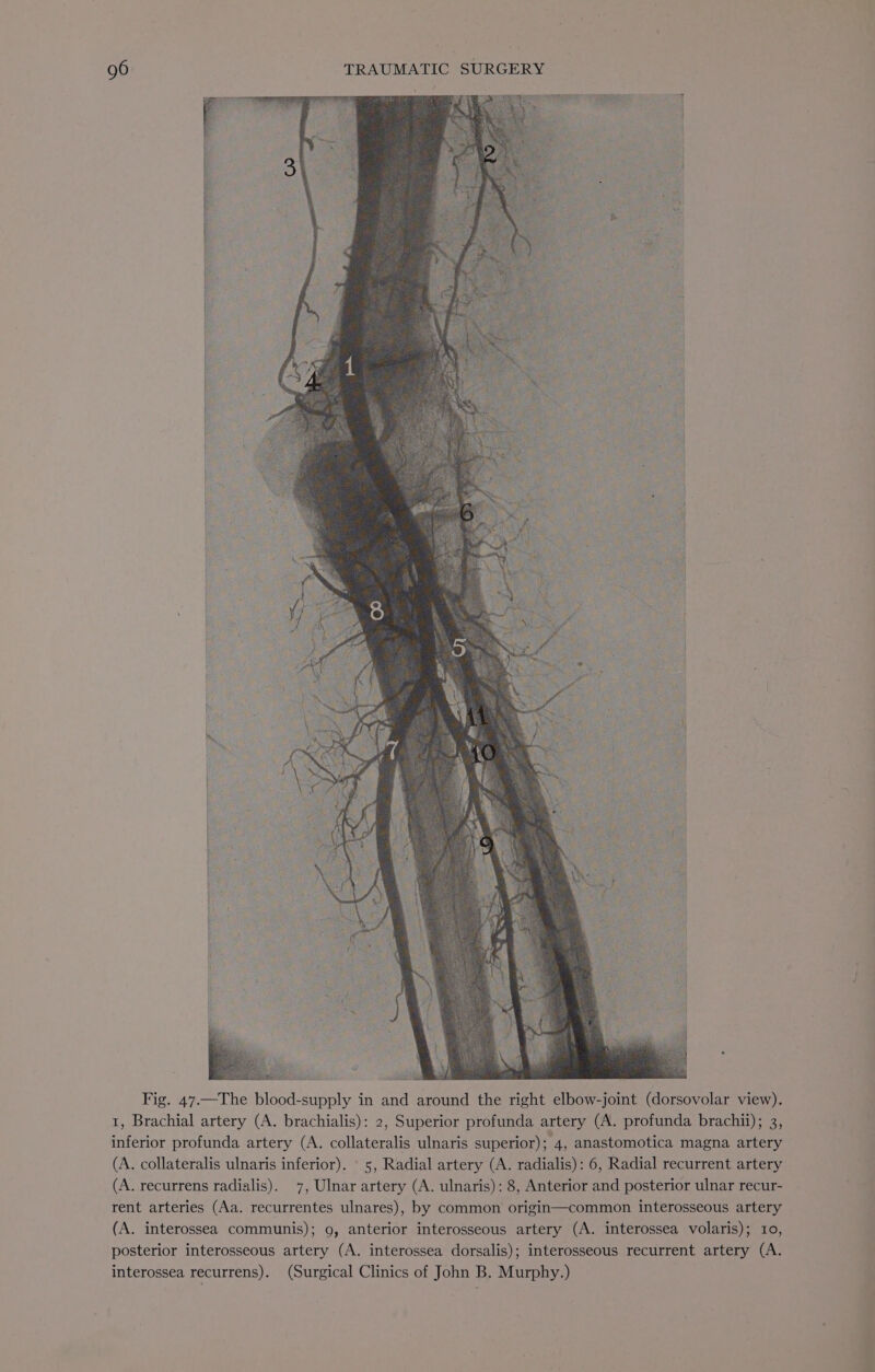 Fig. 47.—The blood-supply in and around the right elbow-joint (dorsovolar view). 1, Brachial artery (A. brachialis): 2, Superior profunda artery (A. profunda brachii); 3, inferior profunda artery (A. collateralis ulnaris superior); 4, anastomotica magna artery (A. collateralis ulnaris inferior). 5, Radial artery (A. radialis): 6, Radial recurrent artery (A. recurrens radialis). 7, Ulnar artery (A. ulnaris): 8, Anterior and posterior ulnar recur- rent arteries (Aa. recurrentes ulnares), by common origin—common interosseous artery (A. interossea communis); 9, anterior interosseous artery (A. interossea volaris); 10, posterior interosseous artery (A. interossea dorsalis); interosseous recurrent artery (A.