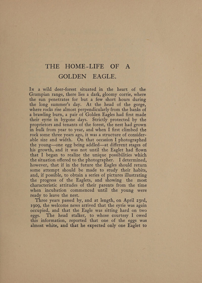 GOLDEN EAGLE. In a wild deer-forest situated in the heart of the Grampian range, there lies a dark, gloomy corrie, where the sun penetrates for but a few short hours during the long summer’s day. At the head of the gorge, where rocks rise almost perpendicularly from the banks of a brawling burn, a pair of Golden Eagles had first made their eyrie in bygone days. Strictly protected by the proprietors and tenants of the forest, the nest had grown in bulk from year to year, and when I first climbed the rock some three years ago, it was a structure of consider- able size and width. On that occasion I photographed the young—one egg being addled—at different stages of his growth, and it was not until the Eaglet had flown that I began to realize the unique possibilities which the situation offered to the photographer. I determined, however, that if in the future the Eagles should return some attempt should be made to study their habits, and, if possible, to obtain a series of pictures illustrating the progress of the Eaglets, and showing the most characteristic attitudes of their parents from the time when incubation commenced until the young were ready to leave the nest. Three years passed by, and at length, on April 23rd, 1909, the welcome news arrived that the eyrie was again occupied, and that the Eagle was sitting hard on two eggs. The head stalker, to whose courtesy I owed this information, reported that one of the eggs was almost white, and that he expected only one Eaglet to