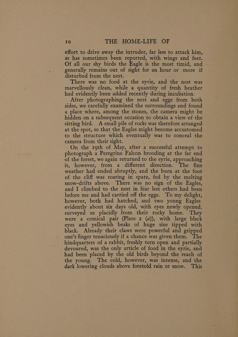 effort to drive away the intruder, far less to attack him, as has sometimes been reported, with wings and feet. Of all our shy birds the Eagle is the most timid, and generally remains out of sight for an hour or more if disturbed from the nest. There was no food at the eyrie, and the nest was marvellously clean, while a quantity of fresh heather had evidently been added recently during incubation. After photographing the nest and eggs from both sides, we carefully examined the surroundings and found a place where, among the stones, the camera might be hidden on a subsequent occasion to obtain a view of the sitting bird. A small pile of rocks was therefore arranged at the spot, so that the Eagles might become accustomed to the structure which eventually was to conceal the camera from their sight. : On the 19th of May, after a successful attempt to photograph a Peregrine Falcon brooding at the far end of the forest, we again returned to the eyrie, approaching it, however, from a different direction. The fine weather had ended abruptly, and the burn at the foot of the cliff was roaring in spate, fed by the melting snow-drifts above. There was no sign of the Eagles, and I climbed to the nest in fear lest others had been before me and had carried off the eggs. ‘To my delight, however, both had hatched, and two young Eagles evidently about six days old, with eyes newly opened, surveyed us placidly from their rocky home. ‘They were a comical pair (Plate 2 (a)), with large black eyes and yellowish beaks of huge size tipped with black. Already their claws were powerful and gripped one’s finger tenaciously if a chance was given them. ‘The hindquarters of a rabbit, freshly torn open and partially devoured, was the only article of food in the eyrie, and had been placed by the old birds beyond the reach of the young. The cold, however, was intense, and the dark lowering clouds above foretold rain or snow. ‘This
