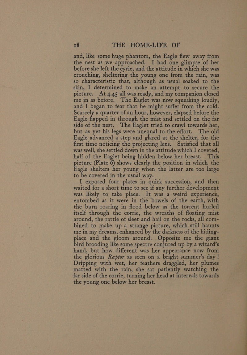 and, like some huge phantom, the Eagle flew away from the nest as we approached. I had one glimpse of her before she left the eyrie, and the attitude in which she was crouching, sheltering the young one from the rain, was so characteristic that, although as usual soaked to the skin, I determined to make an attempt to secure the picture. At 4.45 all was ready, and my companion closed me in as before. The Eaglet was now squeaking loudly, and I began to fear that he might suffer from the cold. Scarcely a quarter of an hour, however, elapsed before the Eagle flapped in through the mist and settled on the far side of the nest. The Eaglet tried to crawl towards her, but as yet his legs were unequal to the effort. The old Eagle advanced a step and glared at the shelter, for the first time noticing the projecting lens. Satisfied that all was well, she settled down in the attitude which I coveted, half of the Eaglet being hidden below her breast. This picture (Plate 6) shows clearly the position in which the Eagle shelters her young when the latter are too large to be covered in the usual way. I exposed four plates in quick succession, and then waited for a short time to see if any further development was likely to take place. It was a weird experience, entombed as it were in the bowels of the earth, wit the burn roaring in flood below as the torrent hurled itself through the corrie, the wreaths of floating mist around, the rattle of sleet and hail on the rocks, all com- bined to make up a strange picture, which still haunts me in my dreams, enhanced by the darkness of the hiding- lace and the gloom around. Opposite me the giant bird brooding like some spectre conjured up by a wizard’s hand, but how different was her appearance now from the glorious Raptor as seen on a bright summer’s day ! Dripping with wet, her feathers draggled, her plumes matted with the rain, she sat patiently watching the far side of the corrie, turning her head at intervals towards the young one below her breast.
