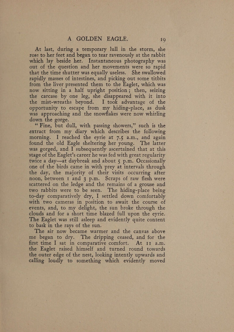 At last, during a temporary lull in the storm, she rose to her feet and began to tear ravenously at the rabbit which lay beside her. Instantaneous photography was out of the question and her movements were so rapid that the time shutter was equally useless. She swallowed rapidly masses of intestines, and picking out some titbits from the liver presented them to the Eaglet, which was now sitting in a half upright position; then, seizing the carcase by one leg, she disappeared with it. into the mist-wreaths beyond. I took advantage of the opportunity to escape from my hiding-place, as dusk was approaching and the snowflakes were now whirling down the gorge. * Fine, but dull, with passing showers,” such is the extract from my diary which describes the following morning. I reached the eyrie at 7.5 a.m., and again found the old Eagle sheltering her young. The latter was gorged, and.I subsequently ascertained that at this “stage of the Eaglet’s career he was fed with great regularity twice a day—at daybreak and about § p.m. Occasionally one of the birds came in with prey at intervals through the day, the majority of their visits occurring after noon, between 1 and 3 p.m. Scraps of raw flesh were scattered on the ledge and the remains of a grouse and two rabbits were to be seen. ‘The hiding-place being to-day comparatively dry, I settled down comfortably with two cameras in position to await the course of events, and, to my delight, the sun broke through the clouds and for a short time blazed full upon the eyrie. The Eaglet was still asleep and evidently quite content to bask in the rays of the sun. The air now became warmer and the canvas above me began to dry. The dripping ceased, and for the first time I sat in comparative comfort. At II a.m. the Eaglet raised himself and turned round towards the outer edge of the nest, looking intently upwards and calling loudly to something which evidently moved