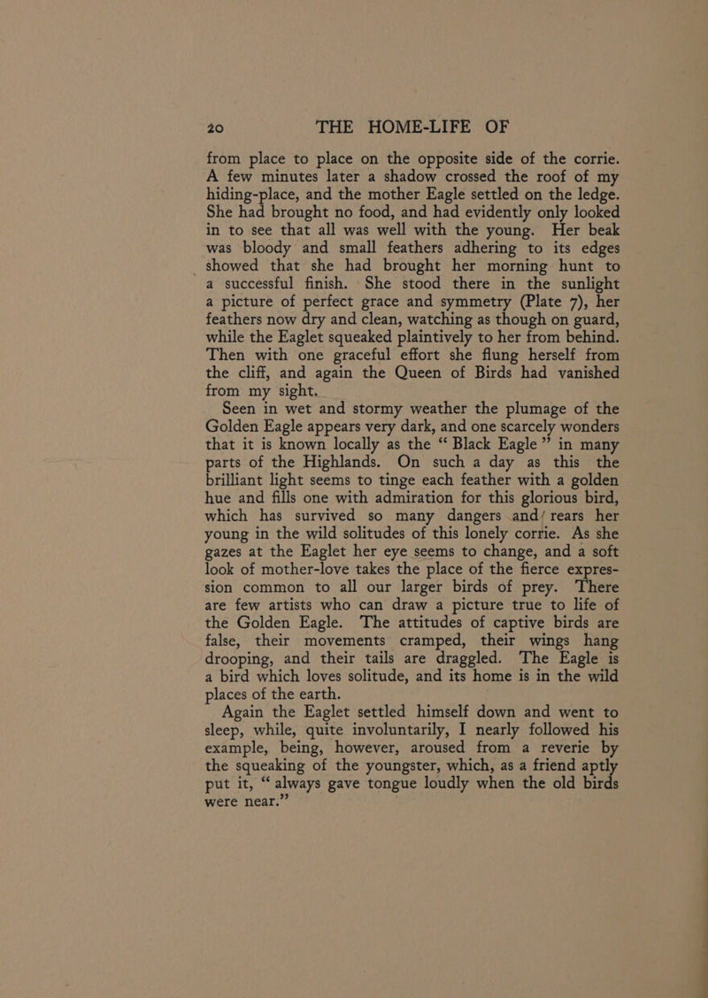 from place to place on the opposite side of the corrie. A few minutes later a shadow crossed the roof of my hiding-place, and the mother Eagle settled on the ledge. She had brought no food, and had evidently only looked in to see that all was well with the young. Her beak was bloody and small feathers adhering to its edges _ showed that she had brought her morning hunt to a successful finish. She stood there in the sunlight a picture of perfect grace and symmetry (Plate 7), her feathers now dry and clean, watching as though on guard, while the Eaglet squeaked plaintively to her from behind. Then with one graceful effort she flung herself from the cliff, and again the Queen of Birds had vanished from my sight. Seen in wet and stormy weather the plumage of the Golden Eagle appears very dark, and one scarcely wonders that it is known locally as the “ Black Eagle’ in many parts of the Highlands. On such a day as this the brilliant light seems to tinge each feather with a golden hue and fills one with admiration for this glorious bird, which has survived so many dangers .and/ rears her young in the wild solitudes of this lonely corrie. As she gazes at the Eaglet her eye seems to change, and a soft look of mother-love takes the place of the fierce expres- sion common to all our larger birds of prey. ‘There are few artists who can draw a picture true to life of the Golden Eagle. The attitudes of captive birds are false, their movements cramped, their wings hang drooping, and their tails are draggled. The Eagle is a bird which loves solitude, and its home i is in the wild places of the earth. Again the Eaglet settled himself down and went to sleep, while, quite involuntarily, I nearly followed his example, being, however, aroused from a reverie by the squeaking of the youngster, which, as a friend aptl put it, “ always gave tongue loudly when the old nt) were near.’