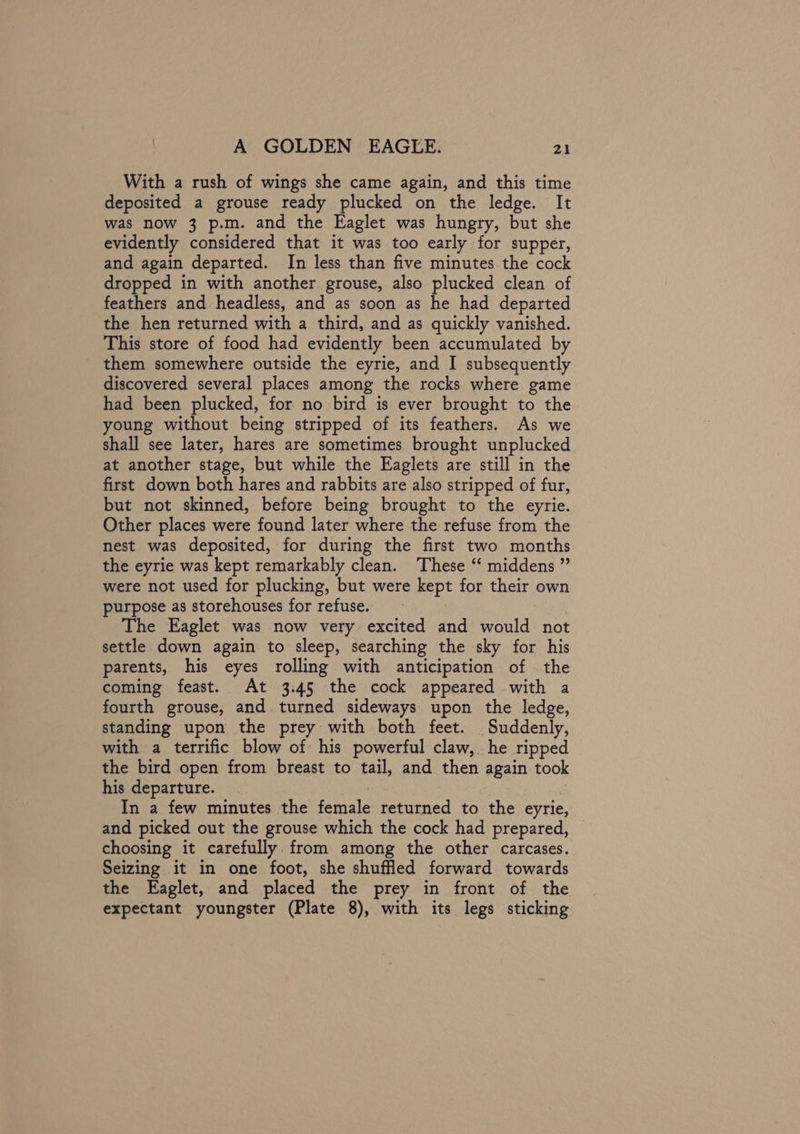 With a rush of wings she came again, and this time deposited a grouse ready plucked on the ledge. It was now 3 p.m. and the Eaglet was hungry, but she evidently considered that it was too early for supper, and again departed. In less than five minutes the cock dropped in with another grouse, also plucked clean of feathers and headless, and as soon as he had departed the hen returned with a third, and as quickly vanished. This store of food had evidently been accumulated by them somewhere outside the eyrie, and I subsequently discovered several places among the rocks where game had been plucked, for no bird is ever brought to the young without being stripped of its feathers. As we shall see later, hares are sometimes brought unplucked at another stage, but while the Eaglets are still in the first down both hares and rabbits are also stripped of fur, but not skinned, before being brought to the eyrie. Other places were found later where the refuse from the nest was deposited, for during the first two months the eyrie was kept remarkably clean. These “‘ middens ” were not used for plucking, but were kept for their own purpose as storehouses for refuse. The Eaglet was now very excited and would not settle down again to sleep, searching the sky for his parents, his eyes rolling with anticipation of the coming feast. At 3.45 the cock appeared with a fourth grouse, and turned sideways upon the ledge, standing upon the prey with both feet. Suddenly, with a terrific blow of his powerful claw, he ripped the bird open from breast to tail, and then again took his departure. 7 In a few minutes the female returned to the eyrie, and picked out the grouse which the cock had prepared, choosing it carefully. from among the other carcases. Seizing it in one foot, she shuffled forward towards the Eaglet, and placed the prey in front of the expectant youngster (Plate 8), with its legs sticking