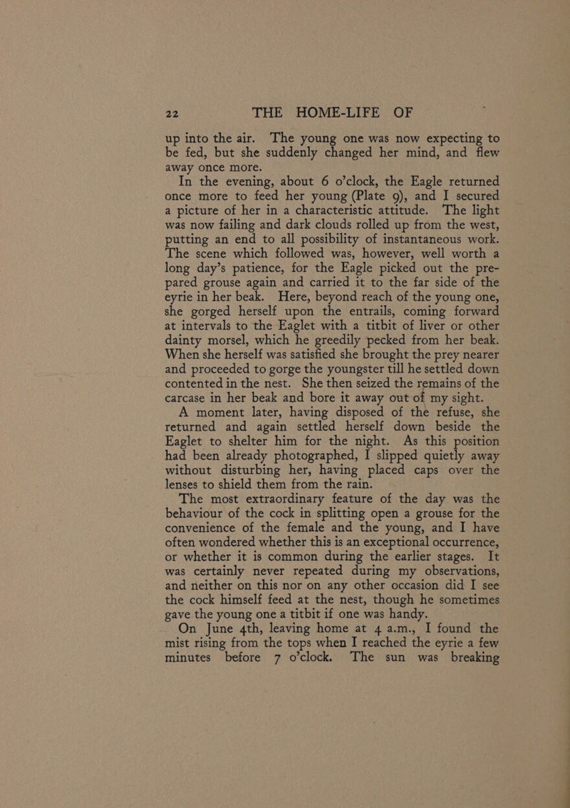 up into the air. The young one was now expecting to be fed, but she suddenly changed her mind, and flew away once more. In the evening, about 6 o’clock, the Eagle returned once more to feed her young (Plate 9), and I secured a picture of her in a characteristic attitude. The light was now failing and dark clouds rolled up from the west, putting an end to all possibility of instantaneous work. The scene which followed was, however, well worth a long day’s patience, for the Eagle picked out the pre- pared grouse again and carried it to the far side of the eyrie in her beak. Here, beyond reach of the young one, she gorged herself upon the entrails, coming forward at intervals to the Eaglet with a titbit of liver or other dainty morsel, which he greedily pecked from her beak. When she herself was satisfied she brought the prey nearer and proceeded to gorge the youngster till he settled down contented in the nest. She then seized the remains of the carcase in her beak and bore it away out of my sight. A moment later, having disposed of the refuse, she returned and again settled herself down beside the Eaglet to shelter him for the night. As this position had been already photographed, I slipped quietly away without disturbing her, having placed caps over the lenses to shield them from the rain. The most extraordinary feature of the day was the behaviour of the cock in splitting open a grouse for the convenience of the female and the young, and I have often wondered whether this is an exceptional occurrence, or whether it is common during the earlier stages. It was certainly never repeated during my observations, and neither on this nor on any other occasion did I see the cock himself feed at the nest, though he sometimes gave the young one a titbit if one was handy. On June 4th, leaving home at 4 a.m., I found the mist rising from the tops when I reached the eyrie a few minutes before 7 o’clock, The sun was breaking